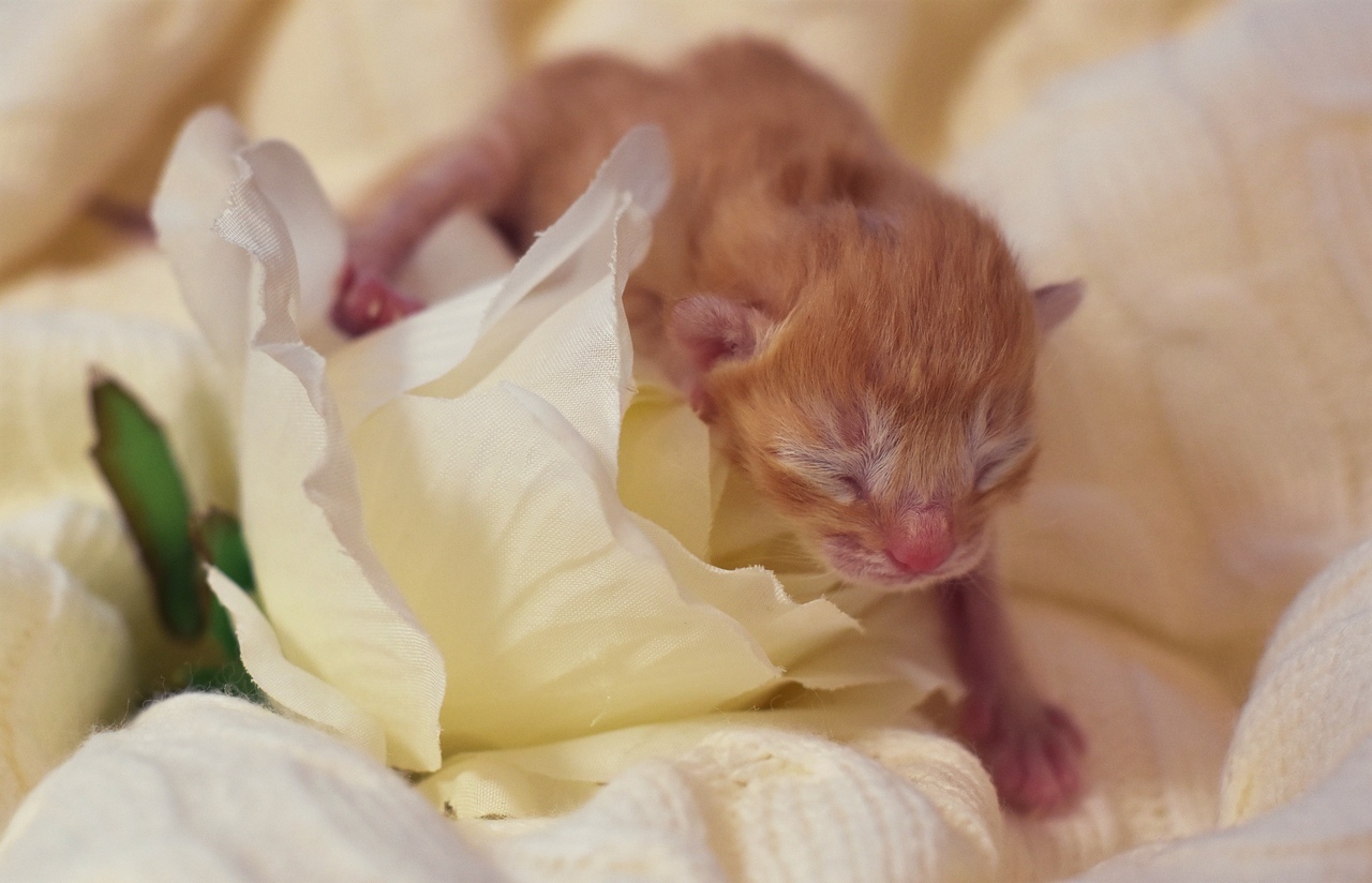 The first hours of a new life - My, cat, Catomafia, Kittens, Pets, Childbirth, Milota, The photo, Pet, Video, Longpost