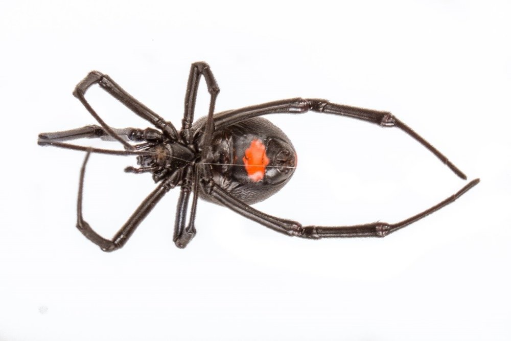 New widow - Spider, Black Widow, Longpost