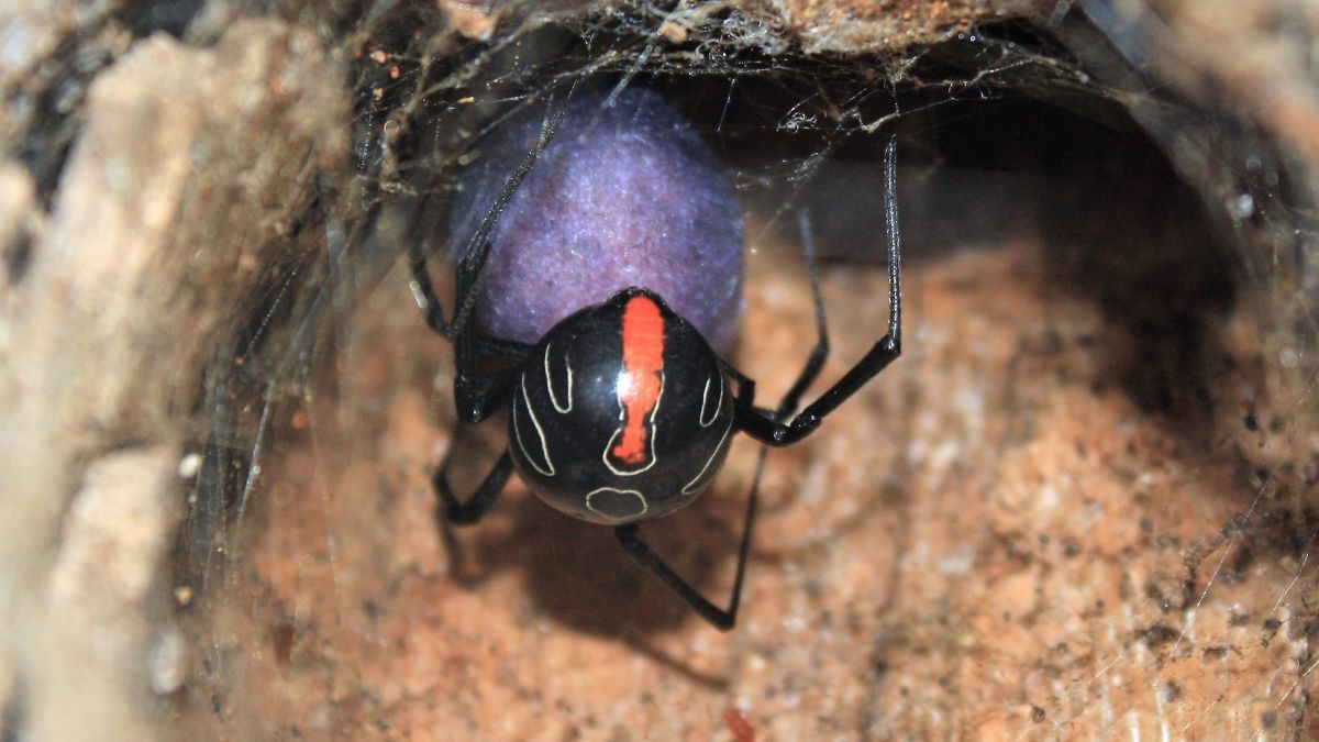 New widow - Spider, Black Widow, Longpost