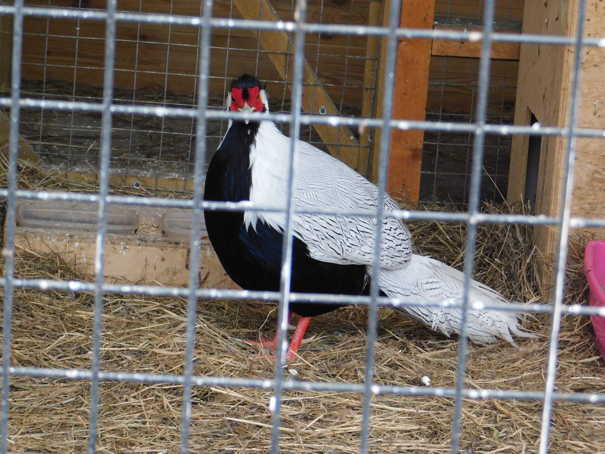 Minizoo in the Central Park of Culture and Culture. 02/23/2020 - My, Pheasant, Golden pheasant, Zoo, Cpcchio, Saint Petersburg, Longpost