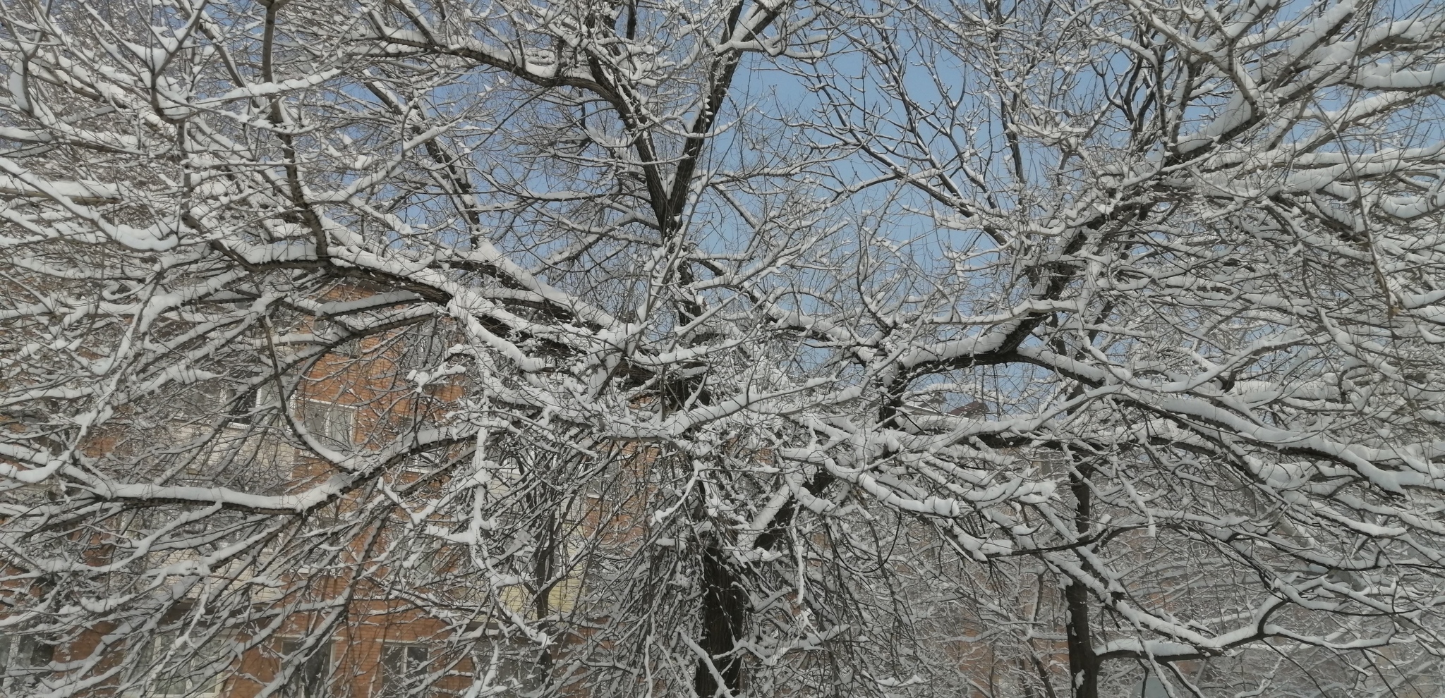 Snow in Primorye on the last day of winter - My, Snow, Primorsky Krai, Tree, Longpost