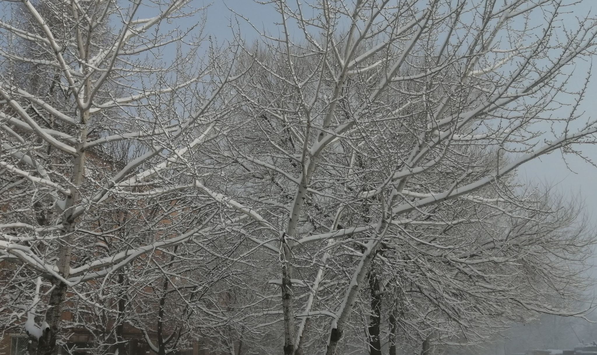 Snow in Primorye on the last day of winter - My, Snow, Primorsky Krai, Tree, Longpost