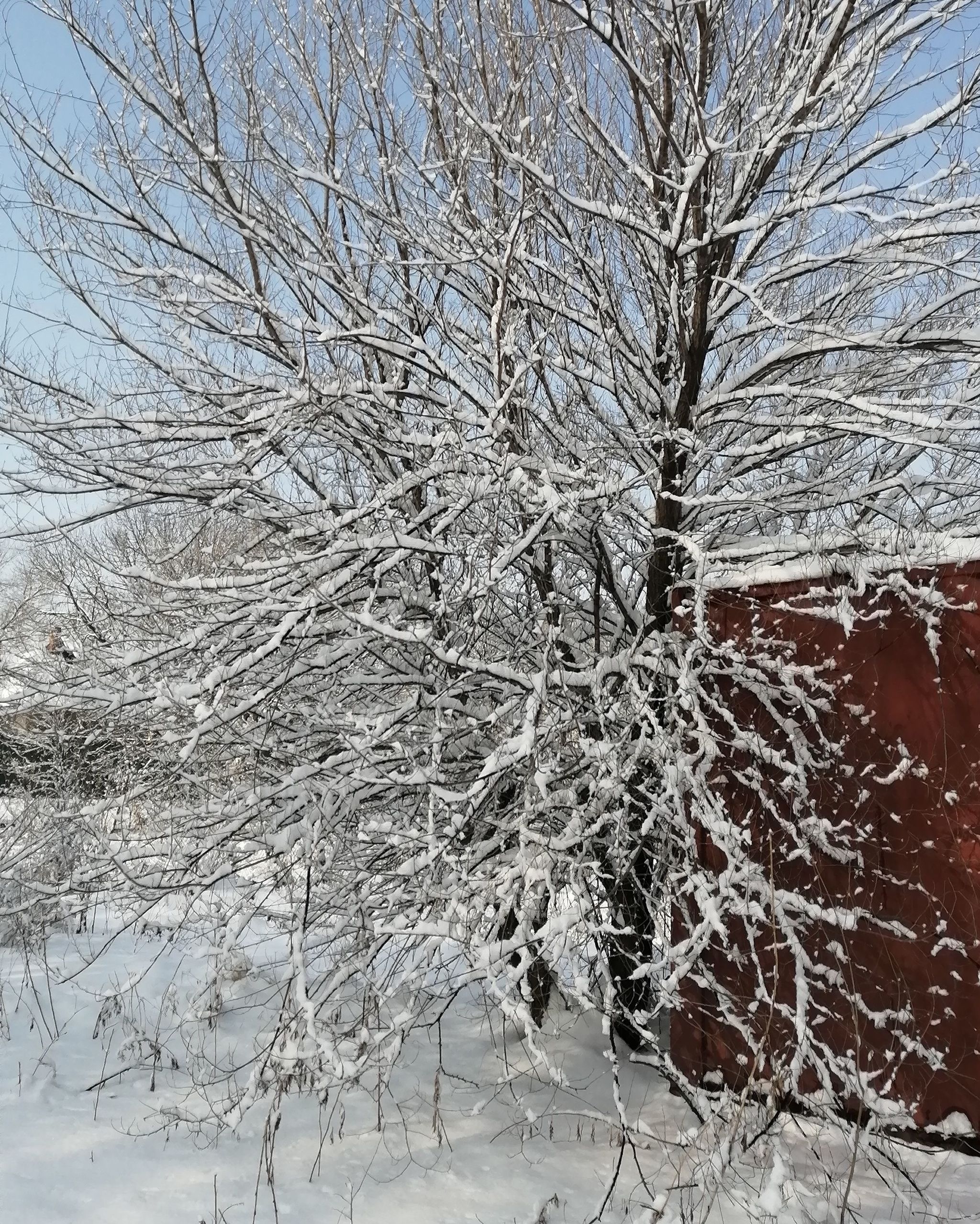 Snow in Primorye on the last day of winter - My, Snow, Primorsky Krai, Tree, Longpost