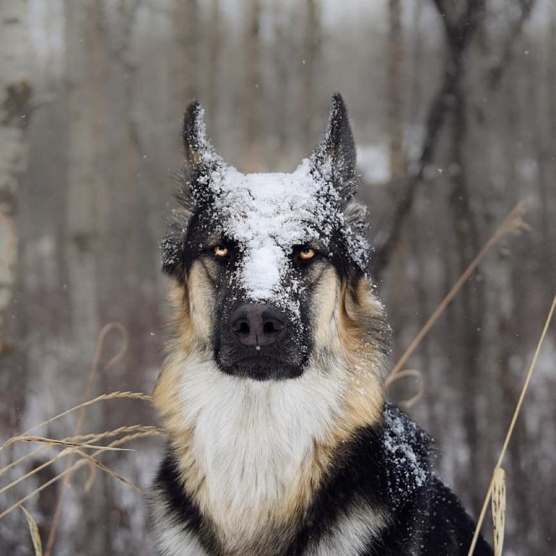 This look - Dog, German Shepherd, Snow