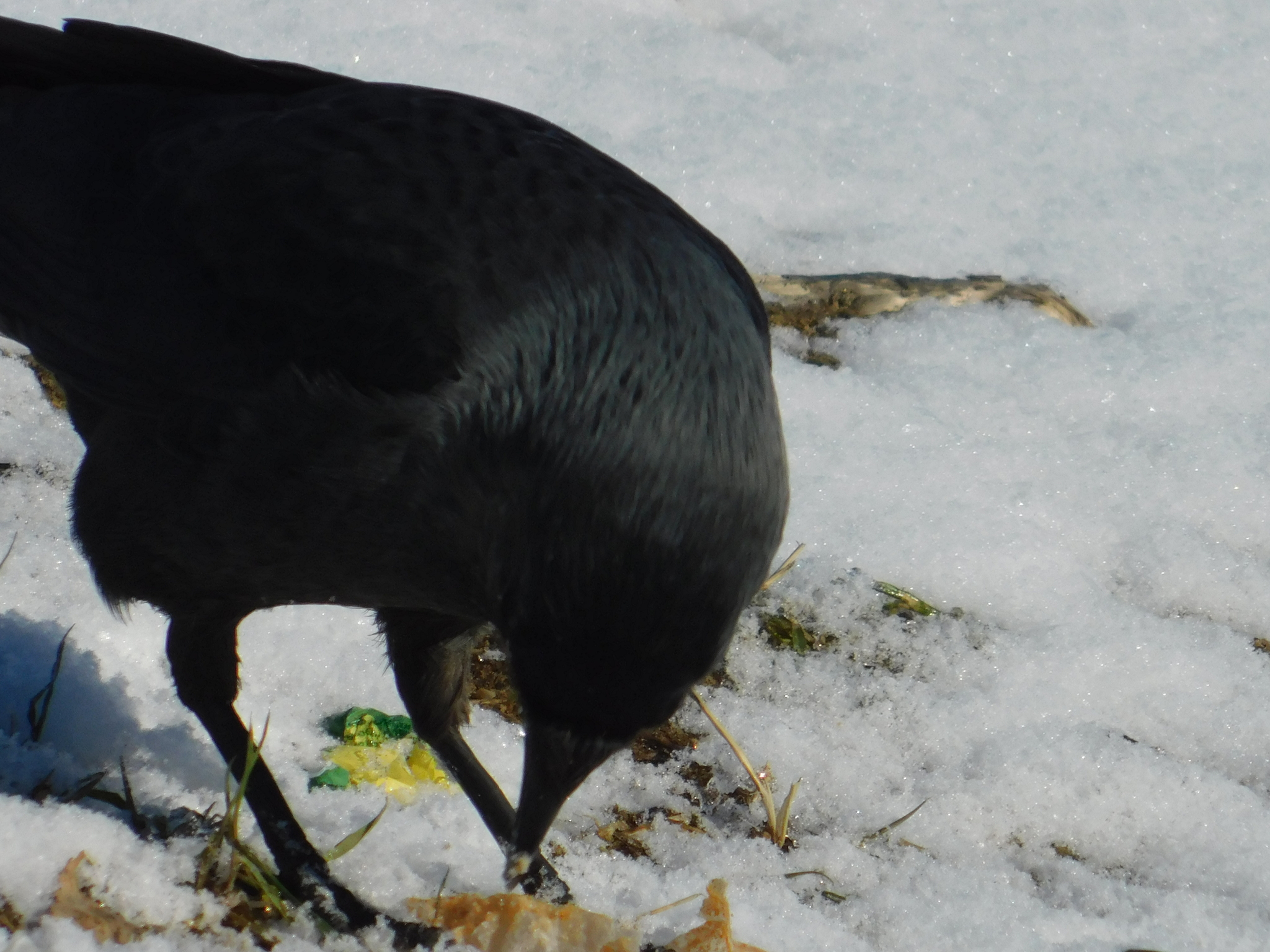 Jackdaw. Old village. 02/29/2020 - My, Jackdaw, Saint Petersburg, Cemetery, Bird watching, Ornithology, Birds, Longpost