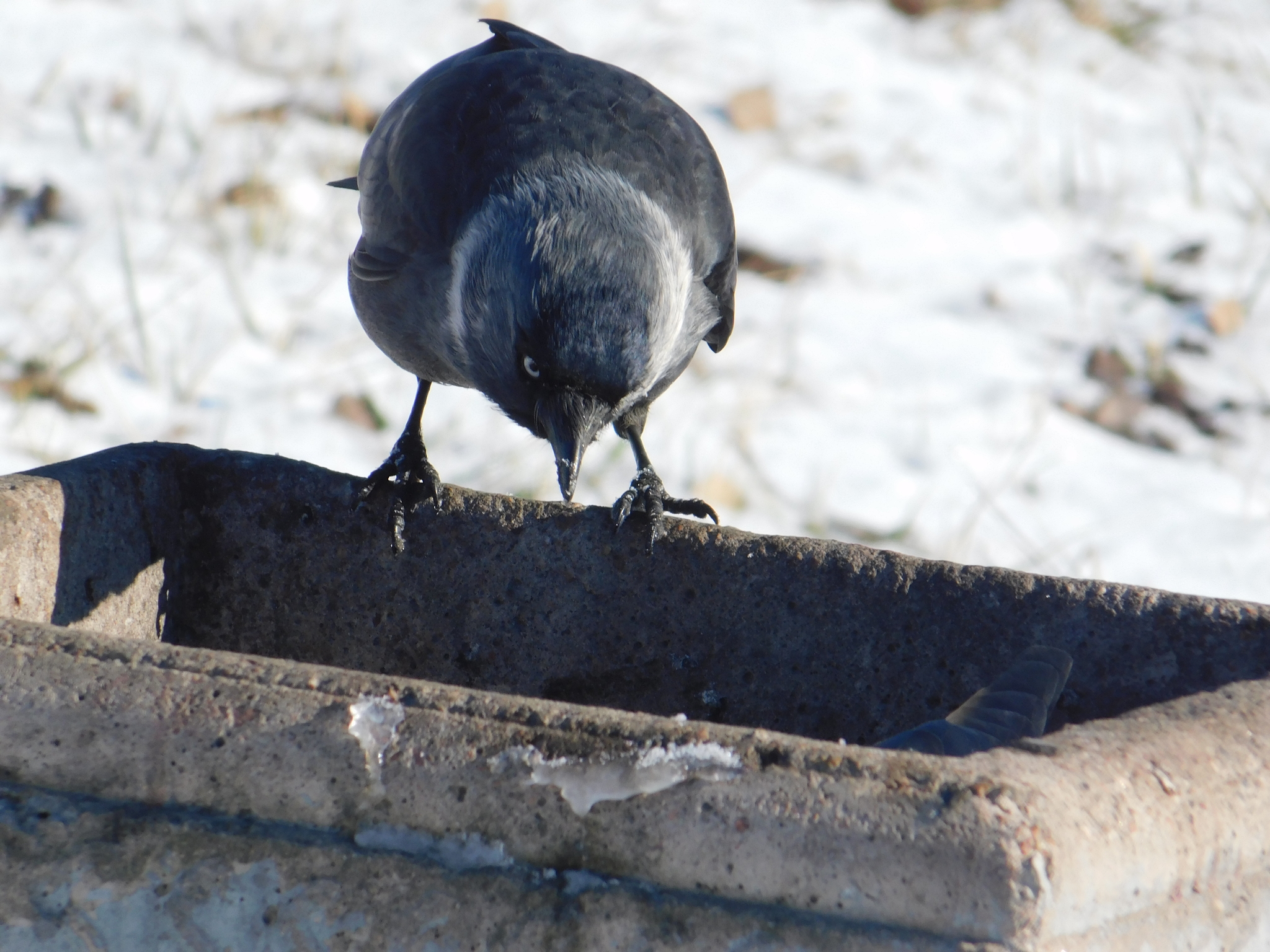 Jackdaw. Old village. 02/29/2020 - My, Jackdaw, Saint Petersburg, Cemetery, Bird watching, Ornithology, Birds, Longpost