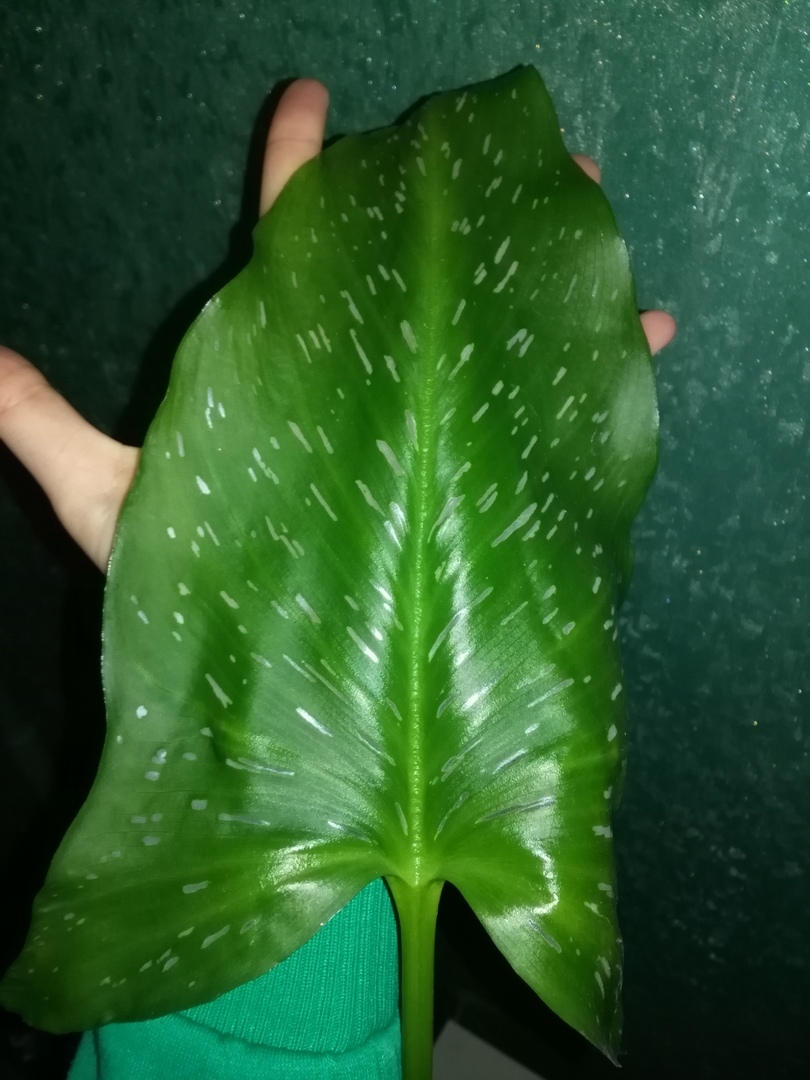 What kind of indoor flower? - Houseplants, Name, Longpost