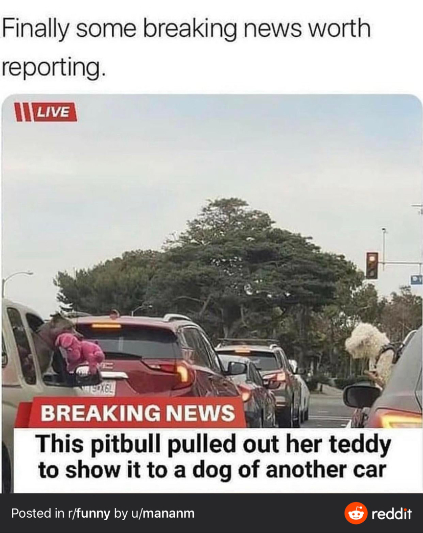 Finally some really important news - Dog, Pitbull, Car, Teddy bear, news, Screenshot