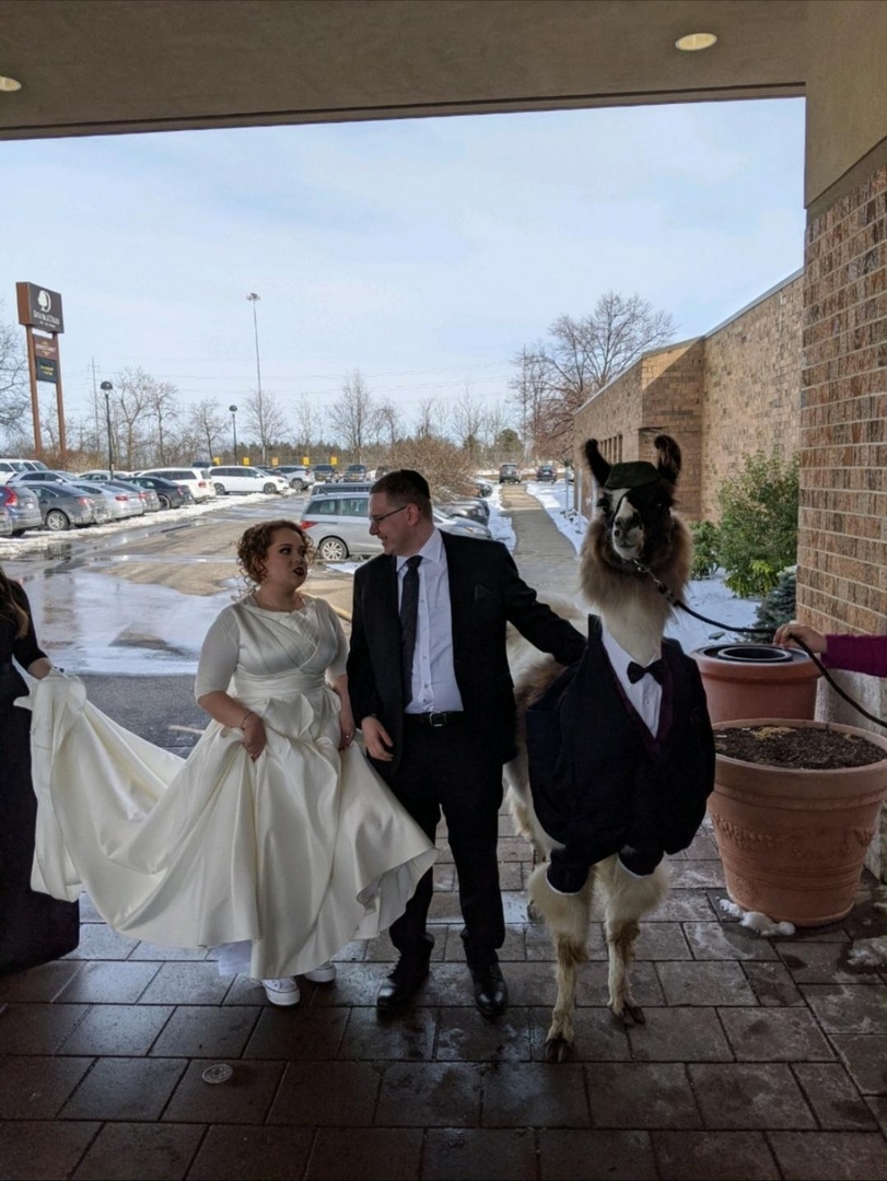 “5 years ago I promised my sister that I would bring a llama to her wedding.” - Llama, Wedding, Promise, Humor