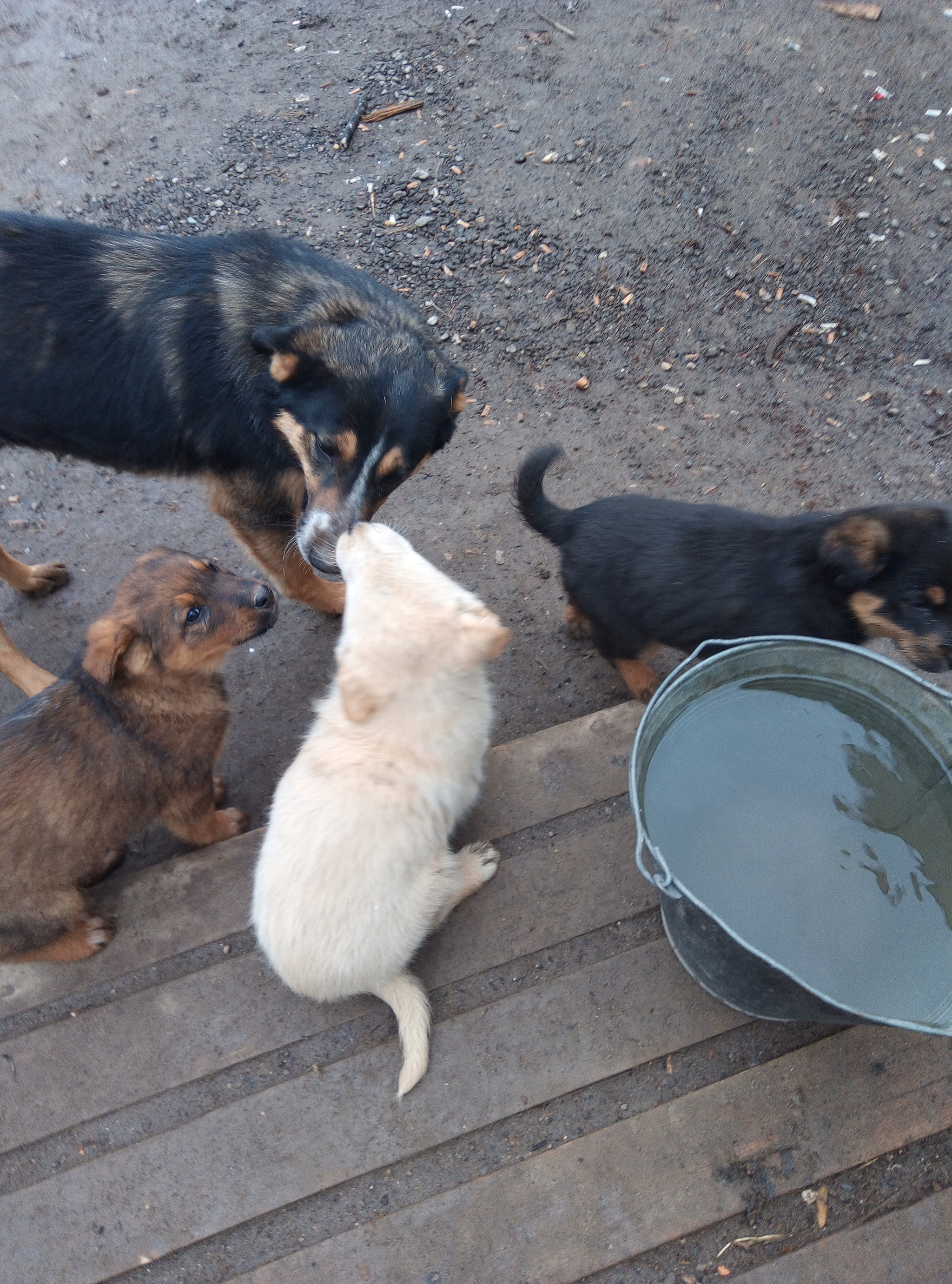 куда пристроить щенков. приют для животных в челябинске волчок. куда пристроить щенков. куда пристроить щенков. пристроем щенков.