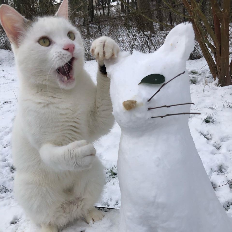 A Brief History of a Snowman - cat, Catomafia, snowman, Longpost