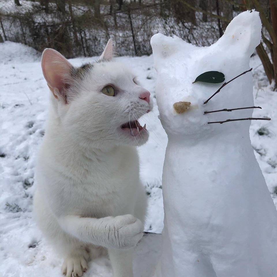 A Brief History of a Snowman - cat, Catomafia, snowman, Longpost