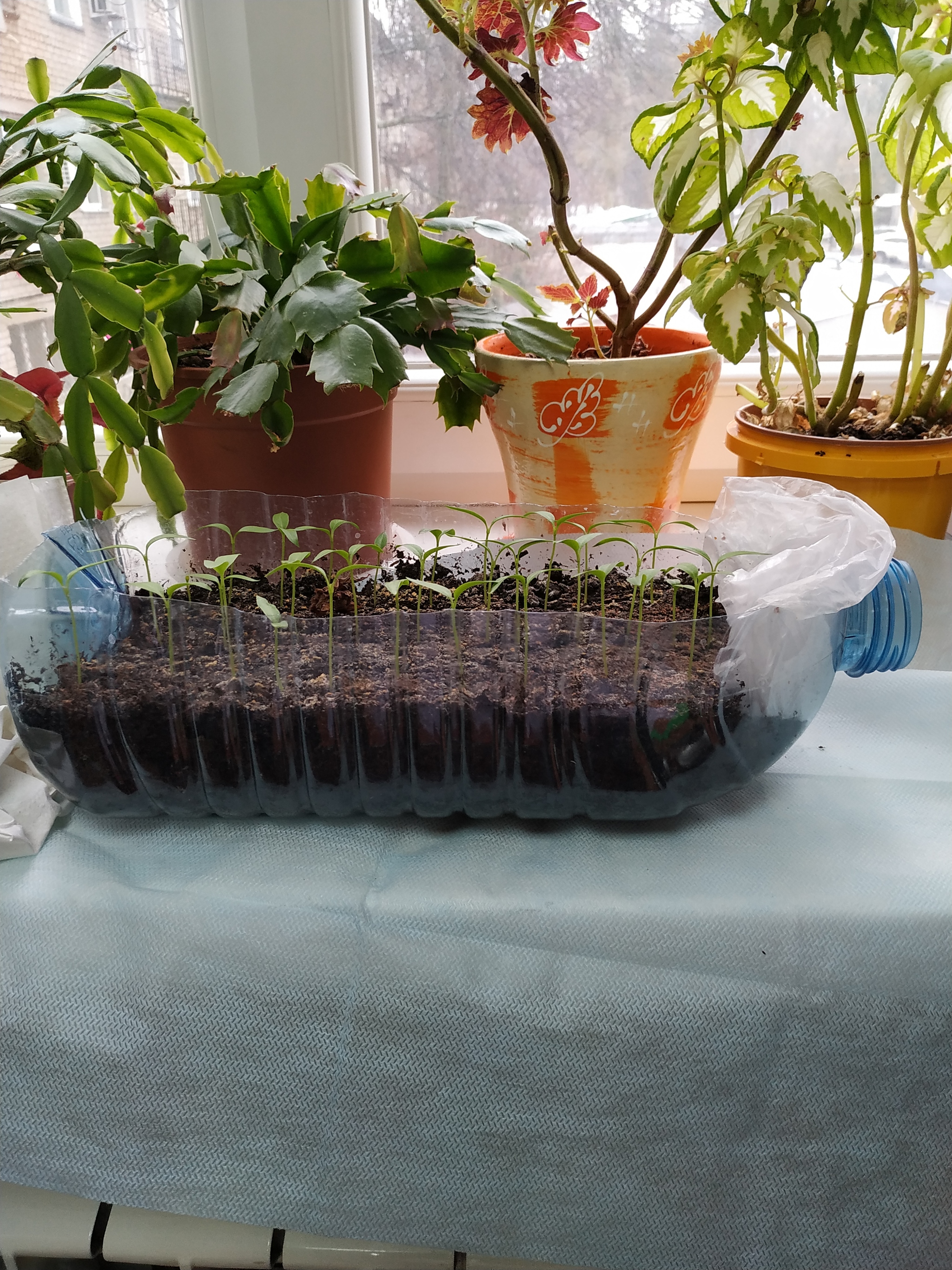 Mini-greenhouses. Crazy hands.) Or: how are your seedlings doing?) Now the moon is waxing. Let's plant vegetables, friends!) - Seedling, Greenhouse, Longpost