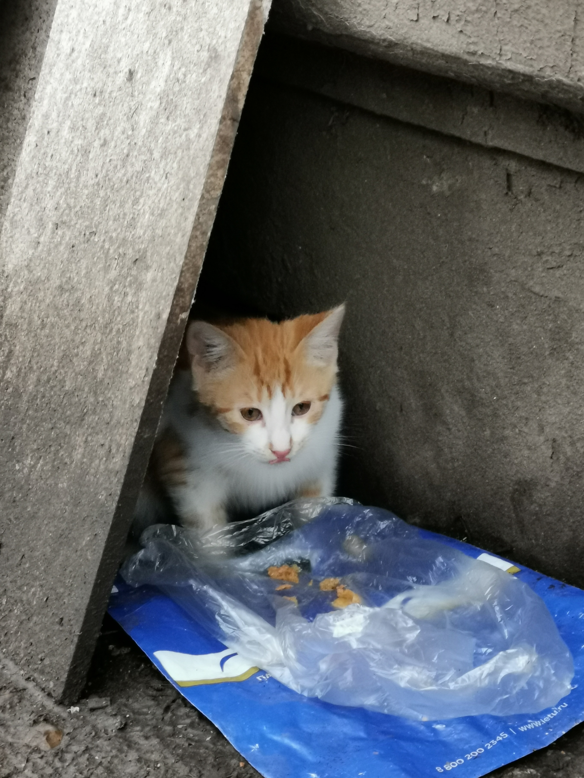 Беременная кошка и котенок в подвале | Пикабу