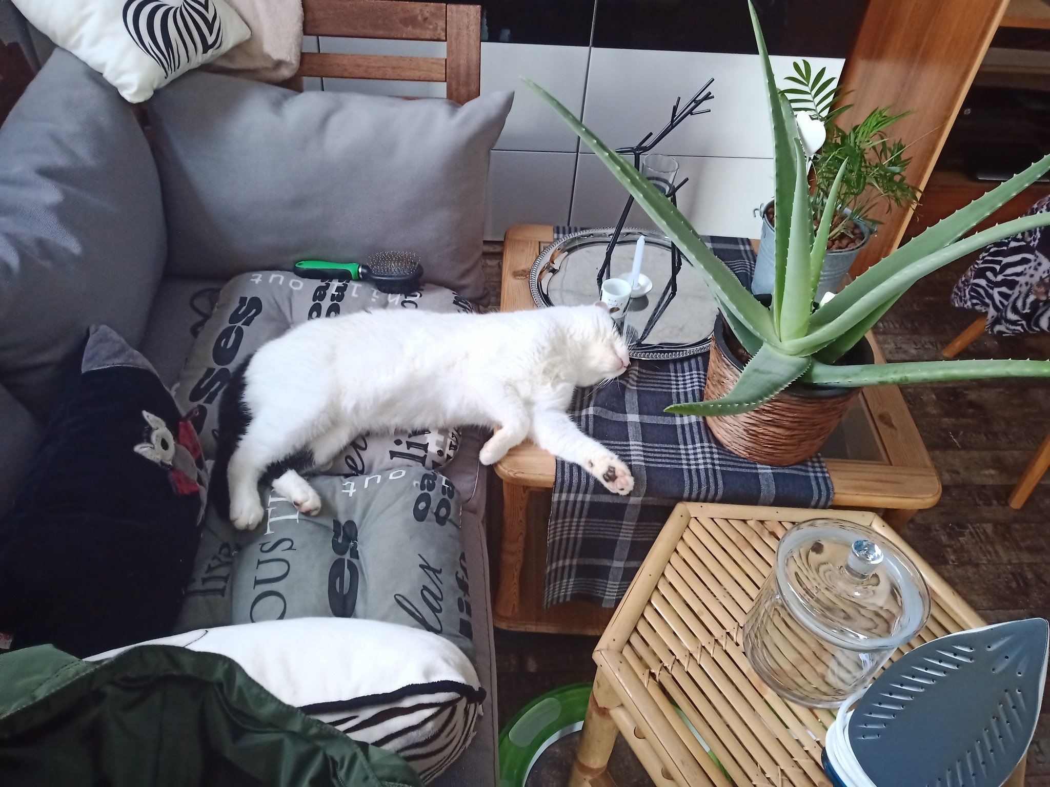 Hello, aren't you tired of growing here? - My, Catomafia, Houseplants, cat