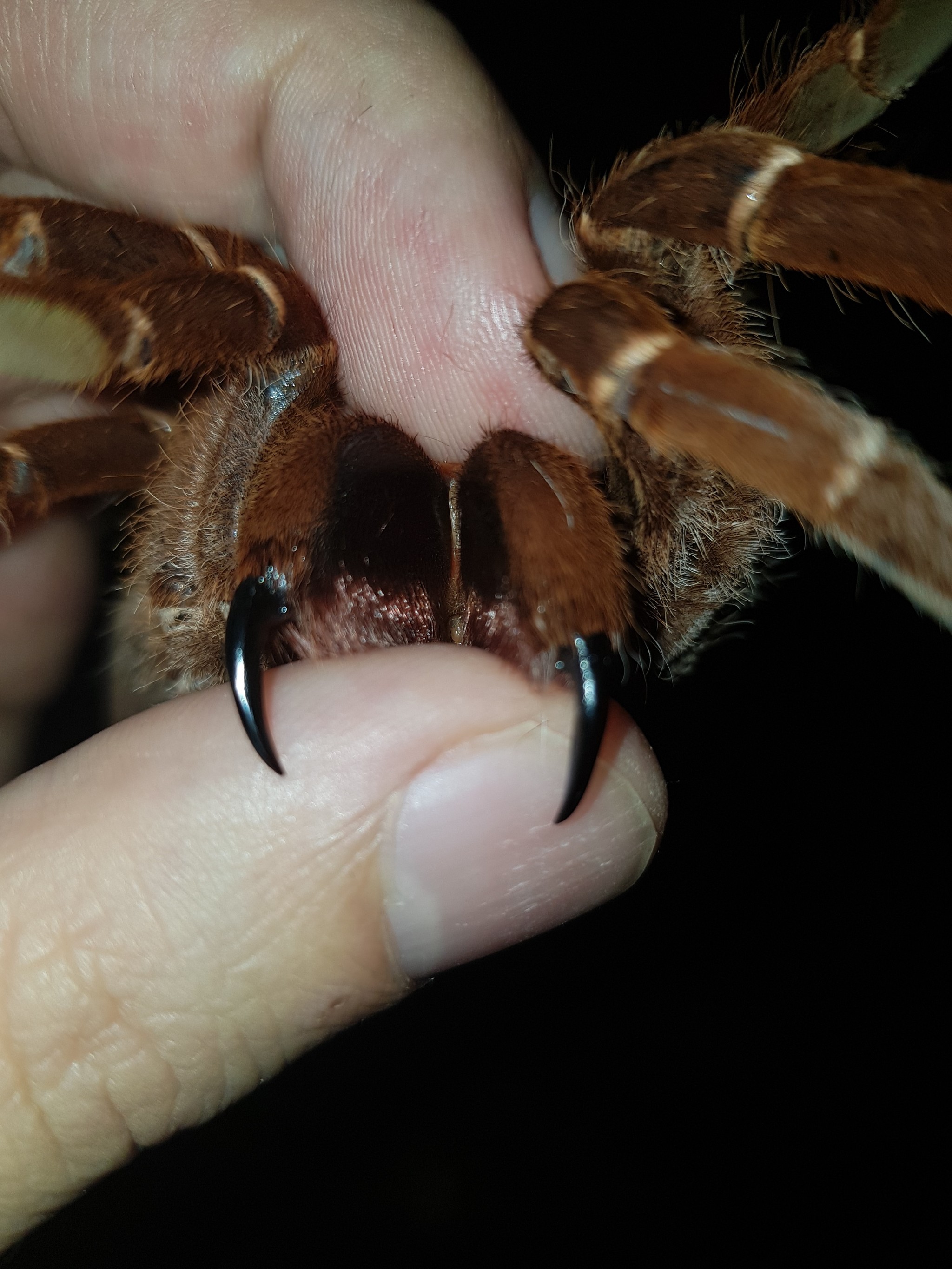 Goliath bird eating spider Funny Animals Large spiders, Spider, Spider bites