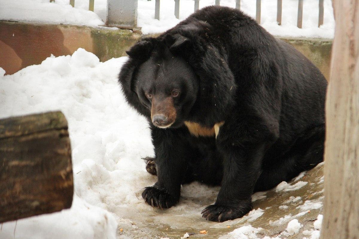 Himalayan bear Guy came out of hibernation at the Yekaterinburg Zoo - My, The Bears, Zoo, Himalayan bear