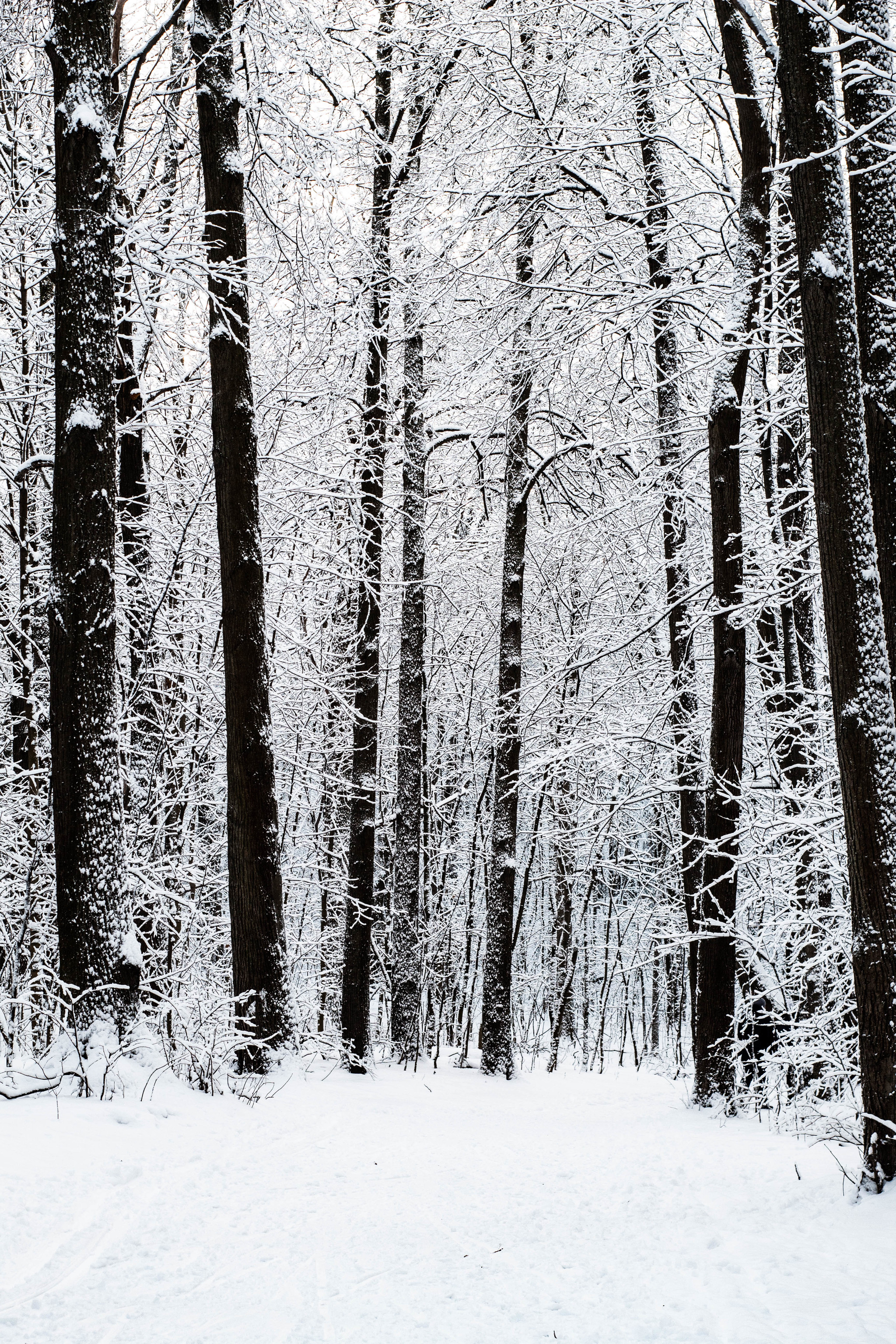 Sketches of the past winter - My, Beginning photographer, Canon 4000d, Winter, White, Snow, Longpost