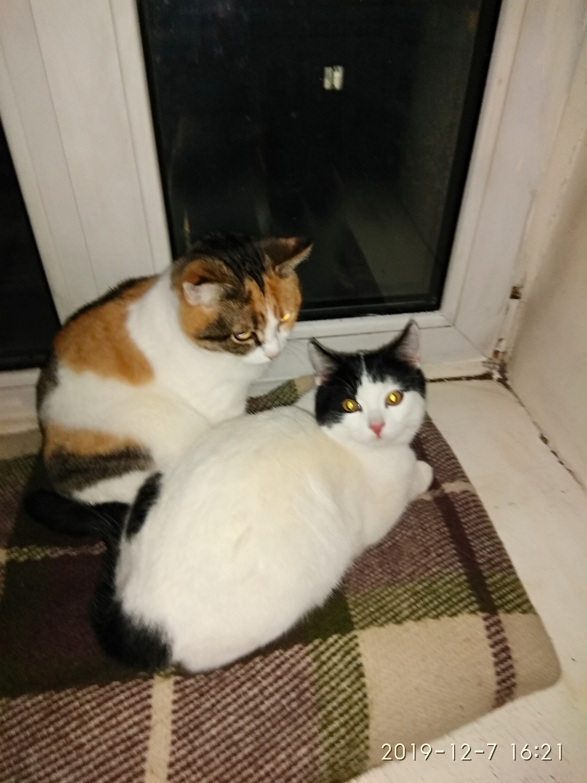 Kitten and Kitty are looking for a home - My, Catomafia, Kittens, Longpost, cat, Noginsk