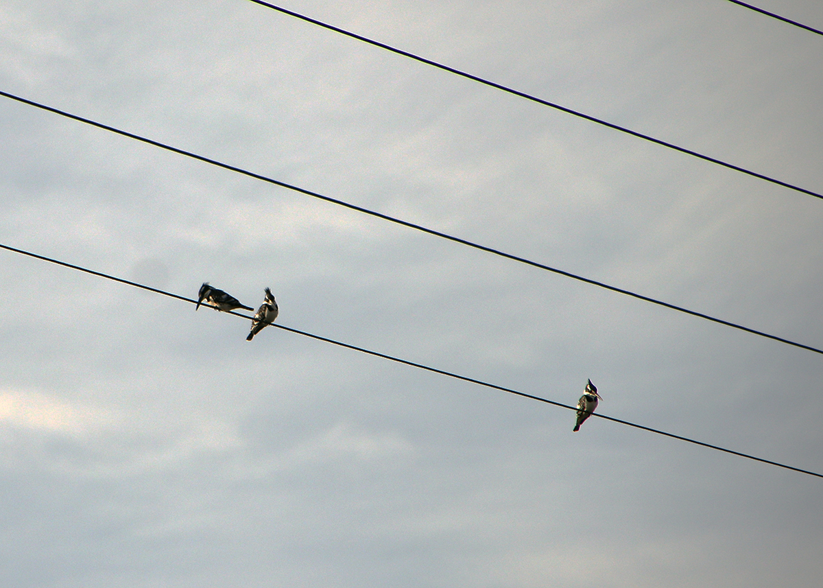 Kingfisher and all-all-all - My, The photo, Birds, Longpost