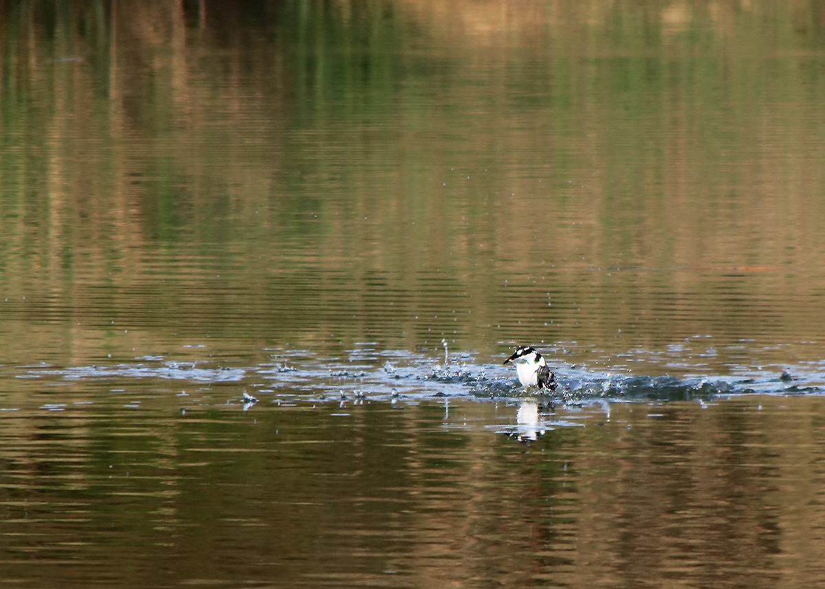 Kingfisher and all-all-all - My, The photo, Birds, Longpost