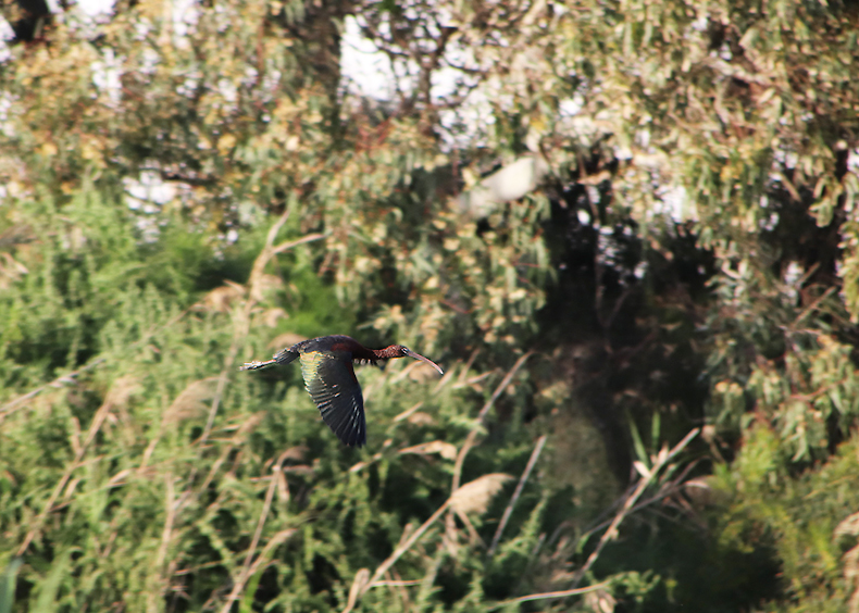 Kingfisher and all-all-all - My, The photo, Birds, Longpost