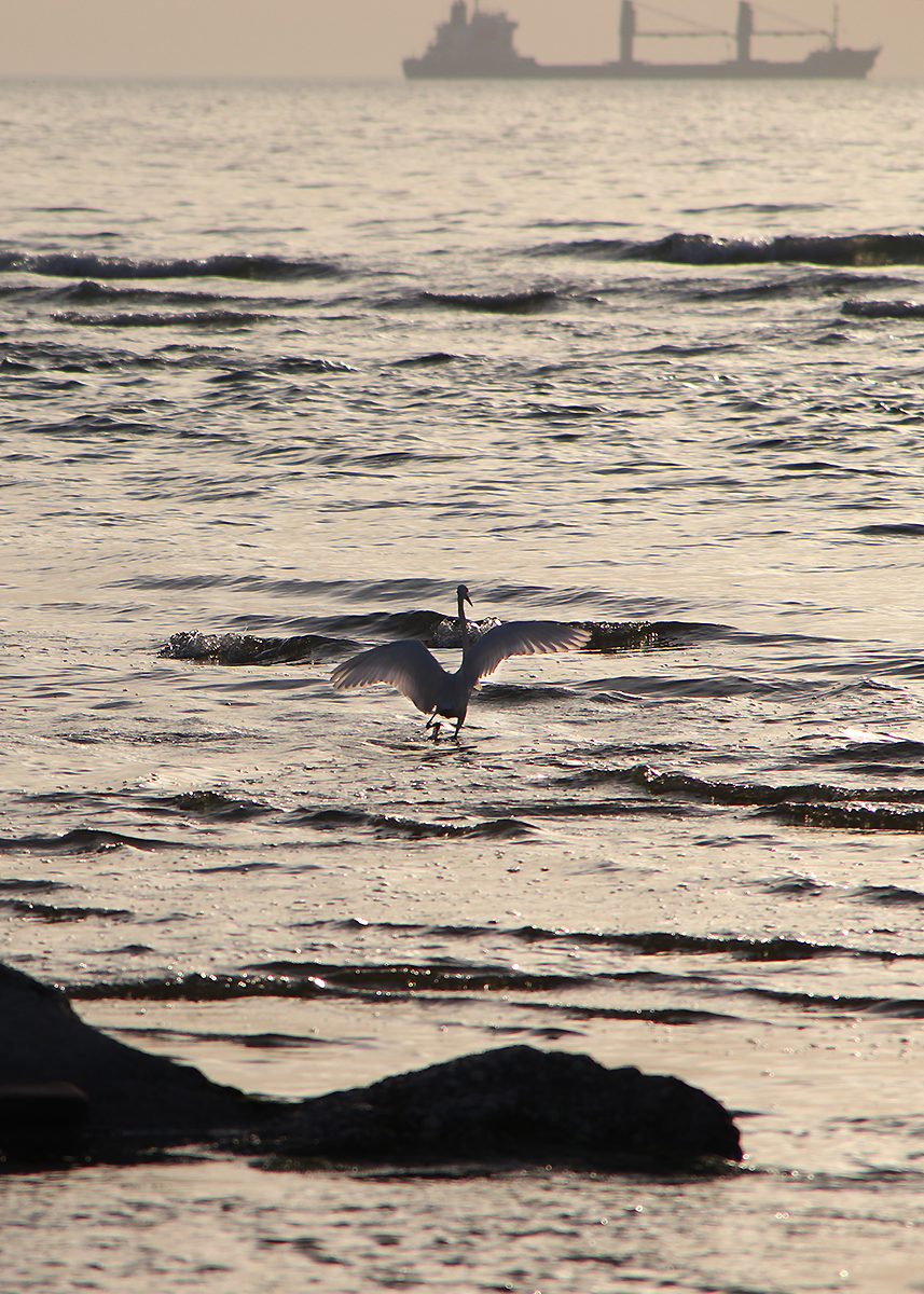 Kingfisher and all-all-all - My, The photo, Birds, Longpost