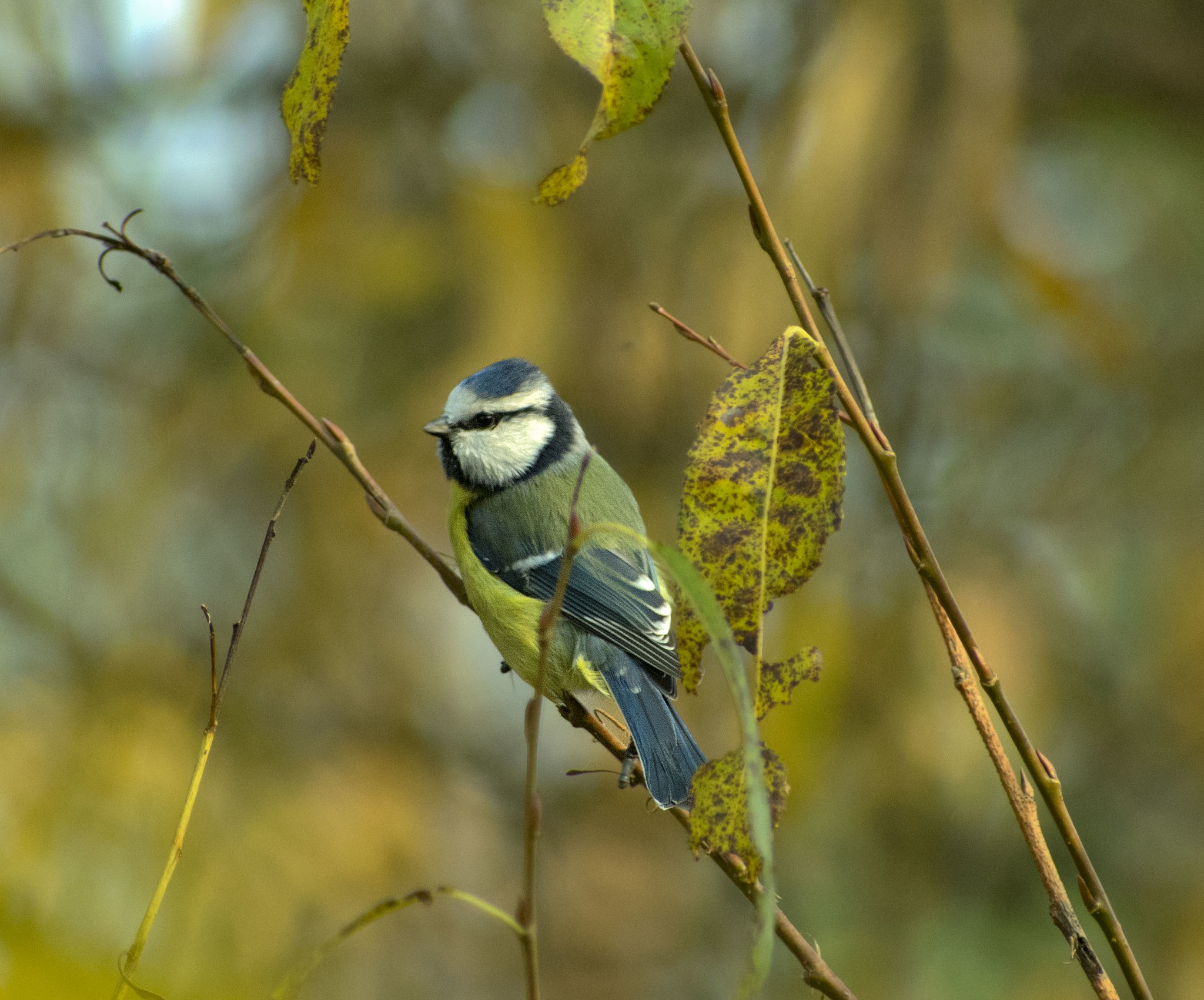 Blue tit - My, Ornithology, Tit, Hobby, Nature, Schelkovo, Photo hunting, Forest, Longpost