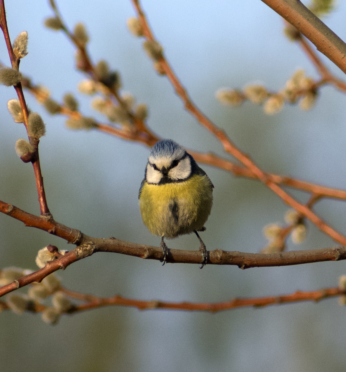 Blue tit - My, Ornithology, Tit, Hobby, Nature, Schelkovo, Photo hunting, Forest, Longpost