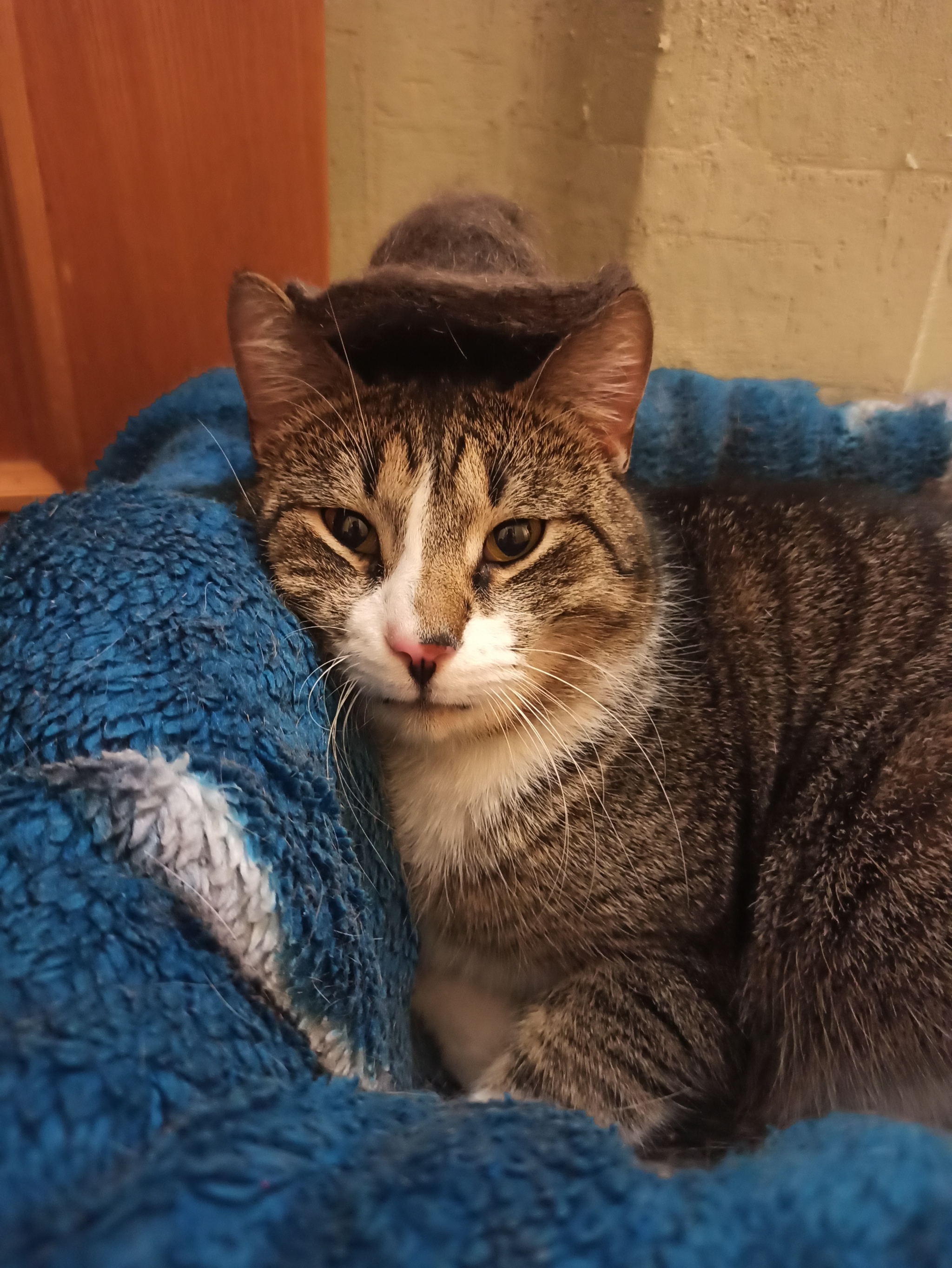 Hat - My, cat, Hat, Wool, Longpost