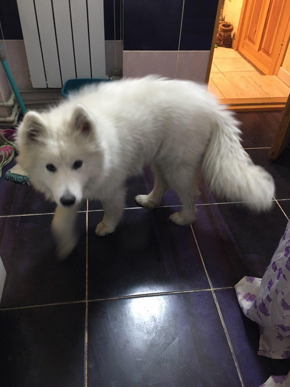 I'll give the Samoyed puppy to good hands - My, Samoyed, No rating, Longpost