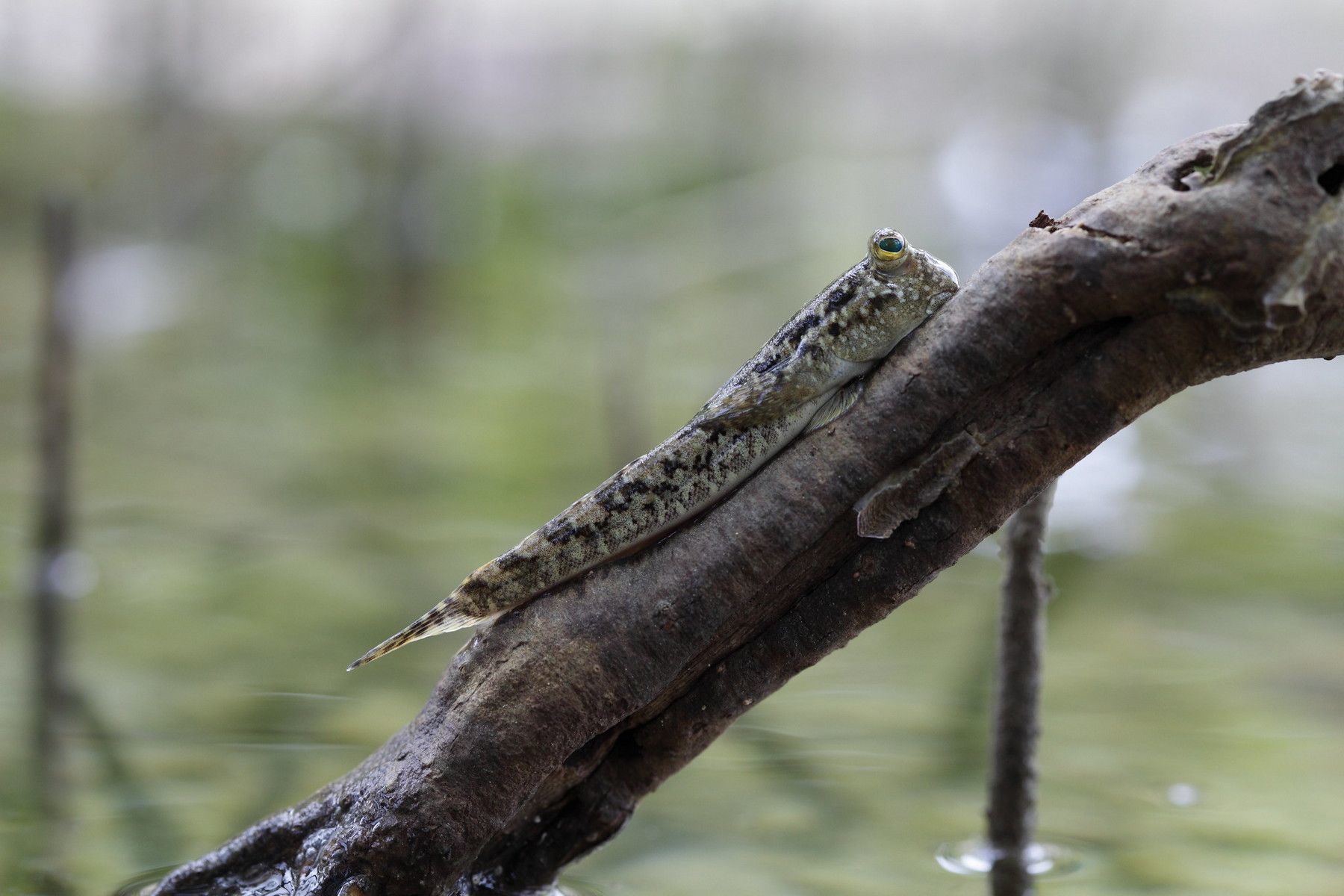 Mudskippers - Nature, The photo, From the network, Mudskipper, Longpost