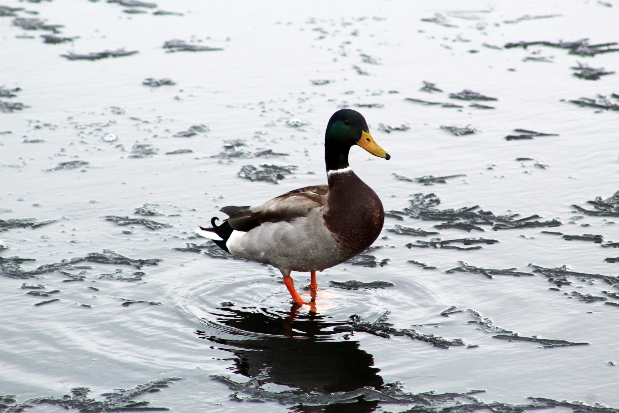 Walk in the woods - My, Canon 1300d, Squirrel, Duck, Birds, The photo, Longpost