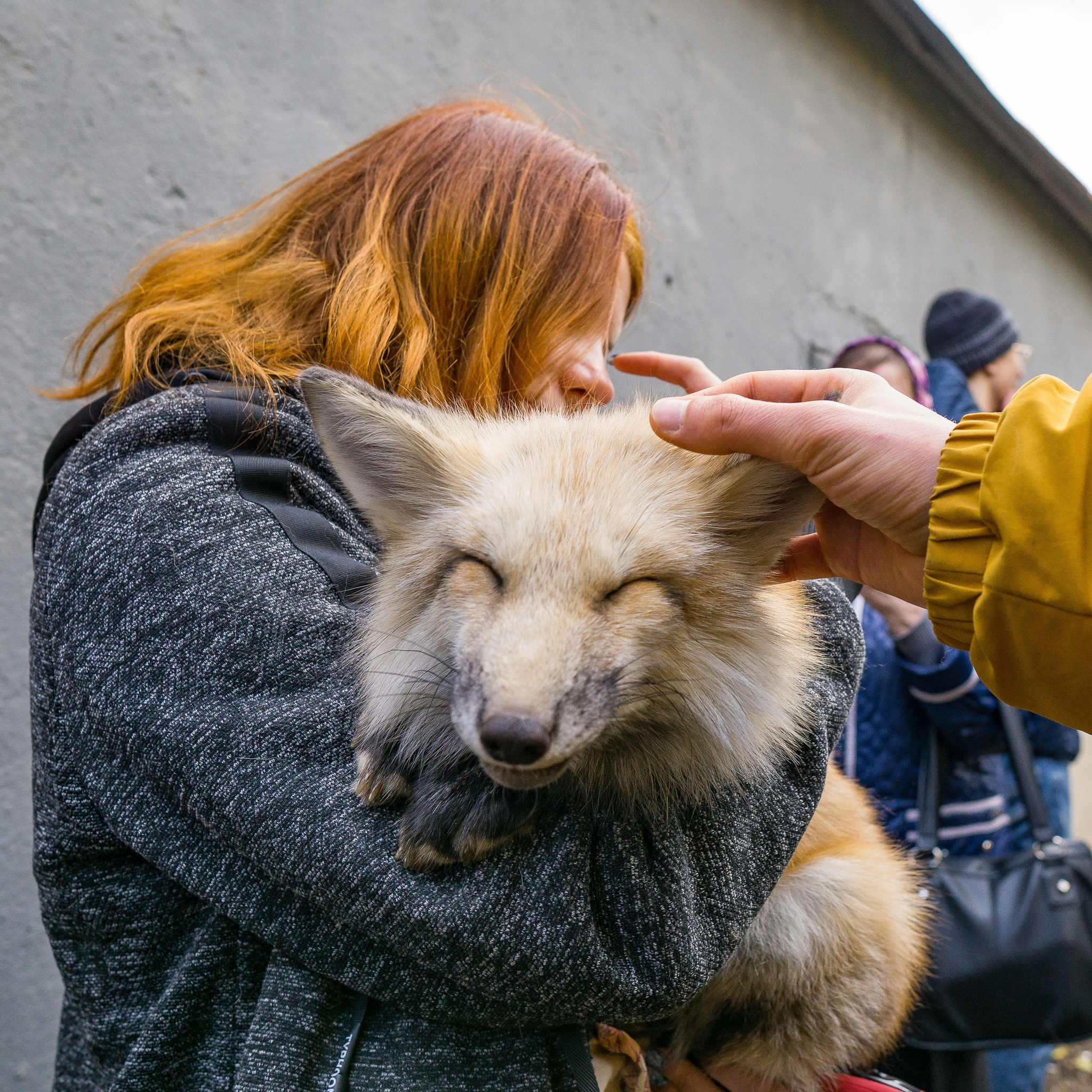 Domestic fox Simplico - My, Pets, Domestic fox, Animals, Fox, Longpost