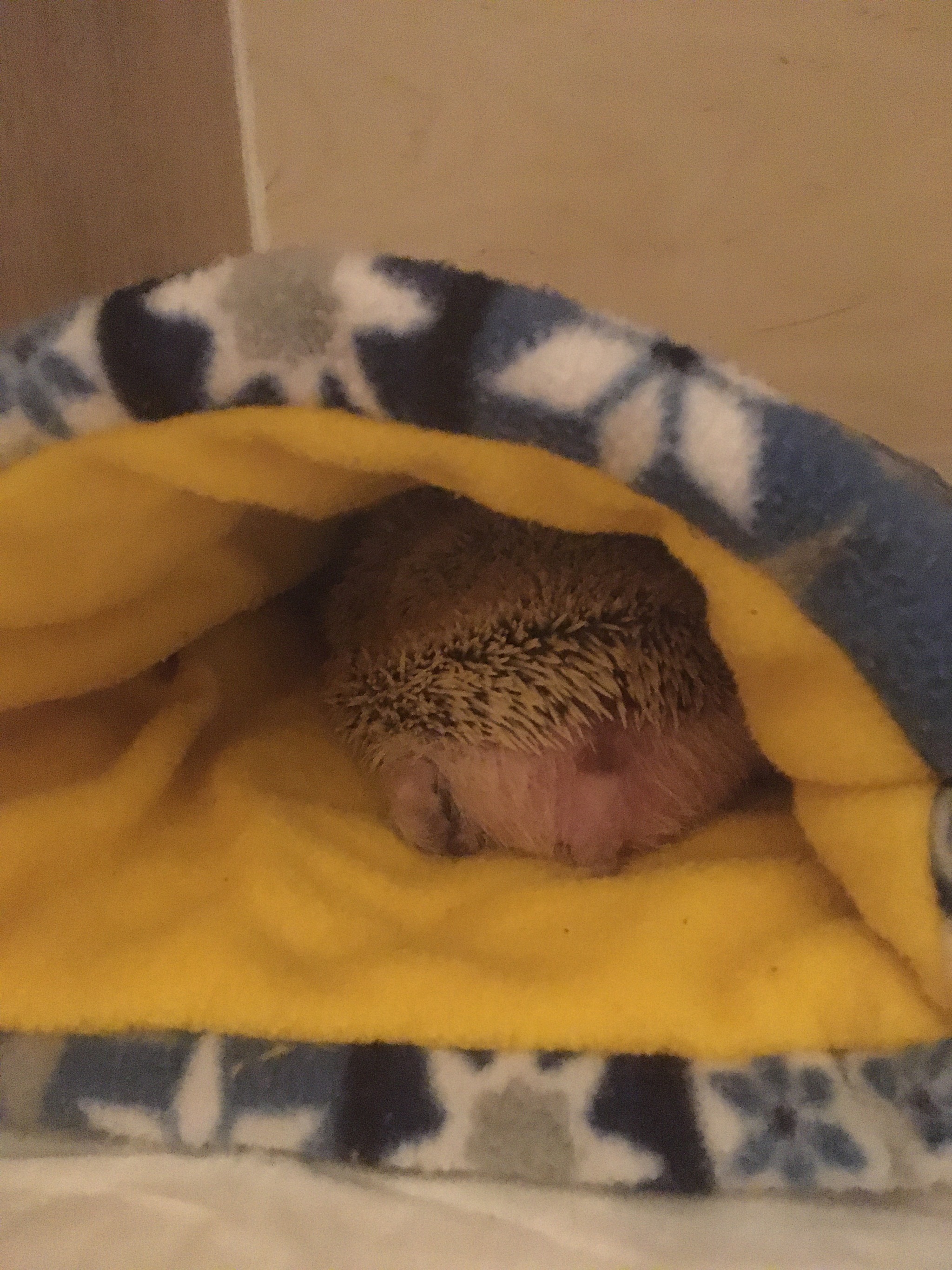 -Dratuti - My, Hedgehog, African pygmy hedgehog, Milota, Dinner, Longpost