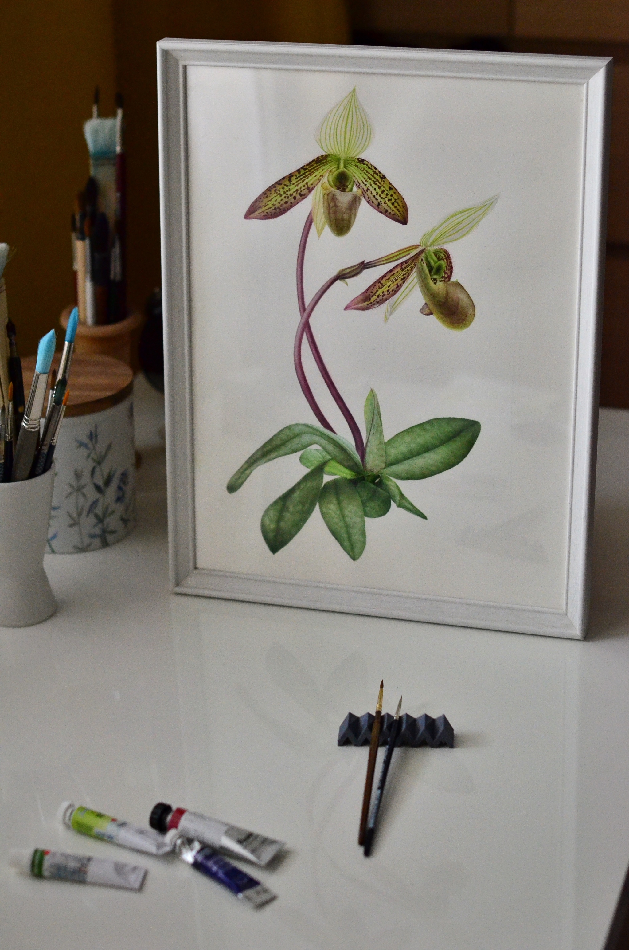 Orchid Paphiopedilum wardii, watercolor - My, Watercolor, Botanical illustration, Art, Drawing, Longpost