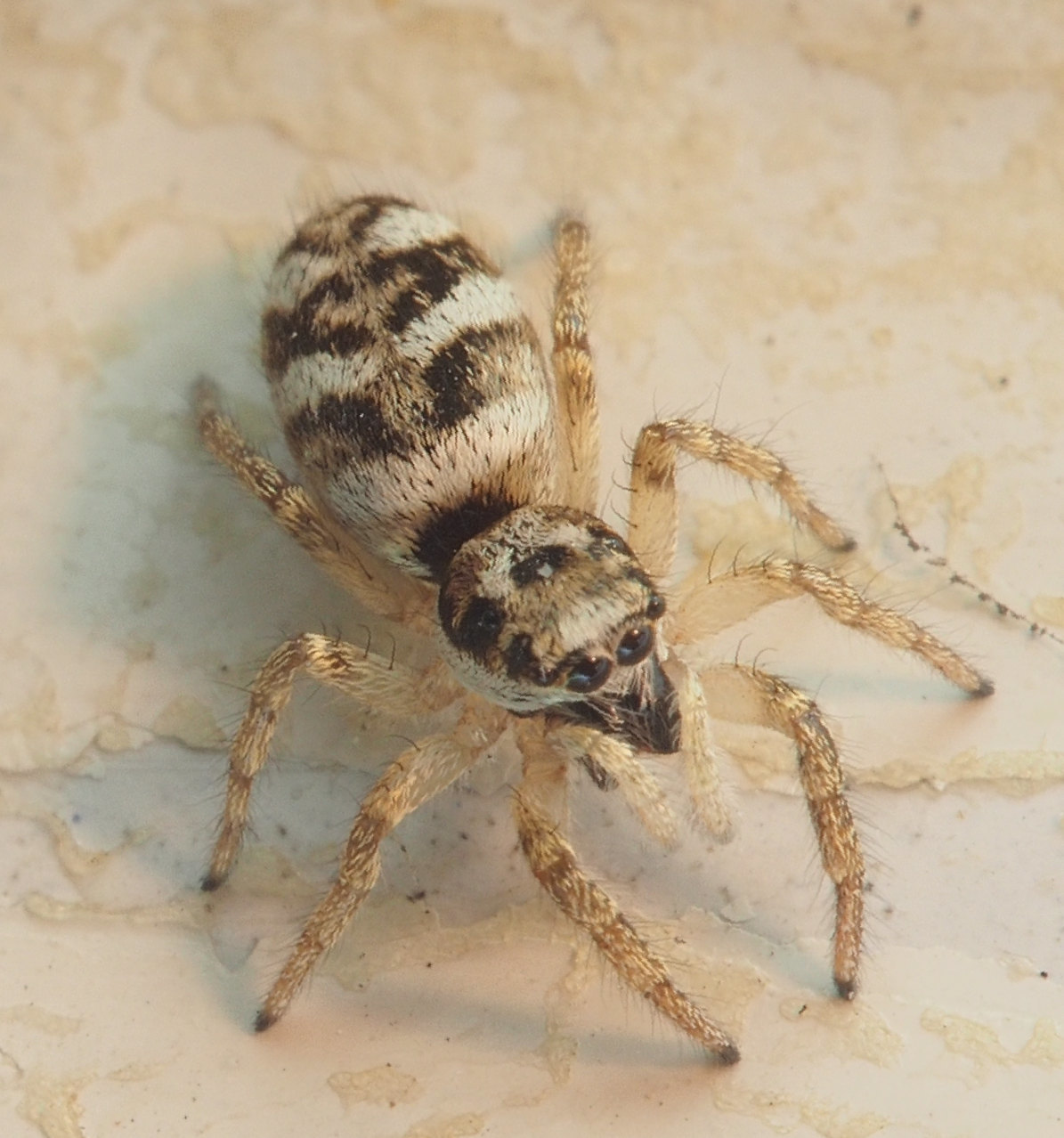 Spider - My, Macro photography, Spider, The photo, Macro, Olympus, Industar, Macrolensa, Longpost, Jumping spider