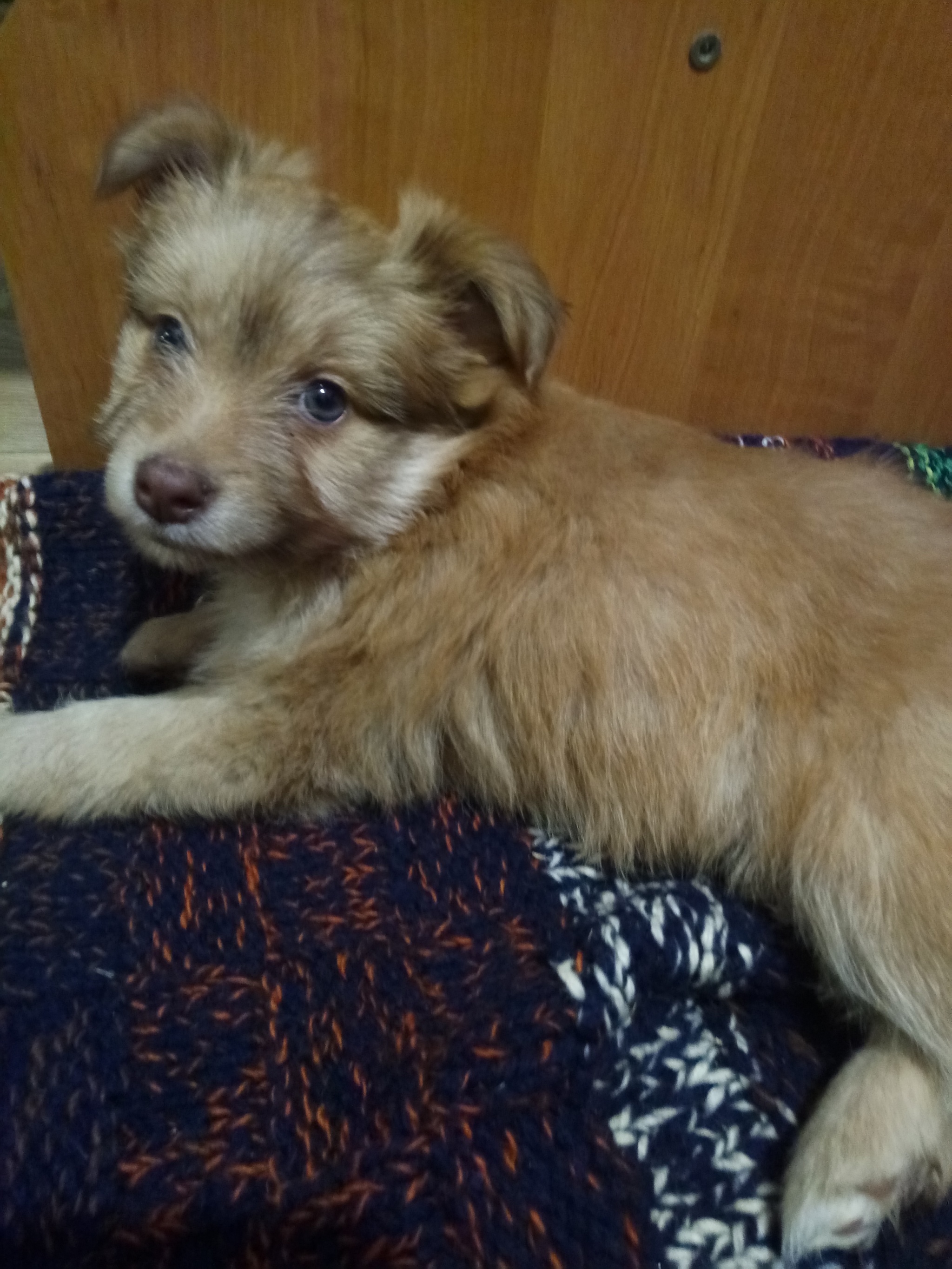 Meet Busya - My, Longpost, Puppies, cat, Dog