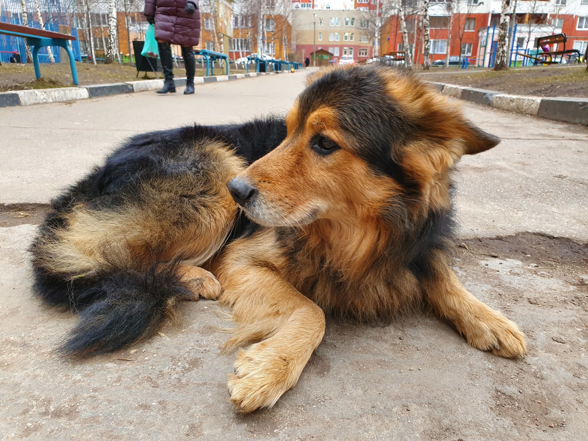 Найдена собака в Одинцово! - Моё, Найдена собака, Без рейтинга, Одинцово, Собака, В добрые руки, Барвиха, Трёхгорка, Животные, Длиннопост