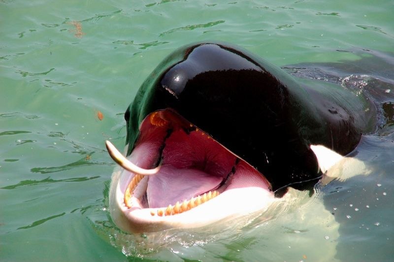 Orca teeth - My, Killer whale, Dolphin, The photo, Mammals, Interesting, Teeth, Oceanarium, Dentistry, Longpost