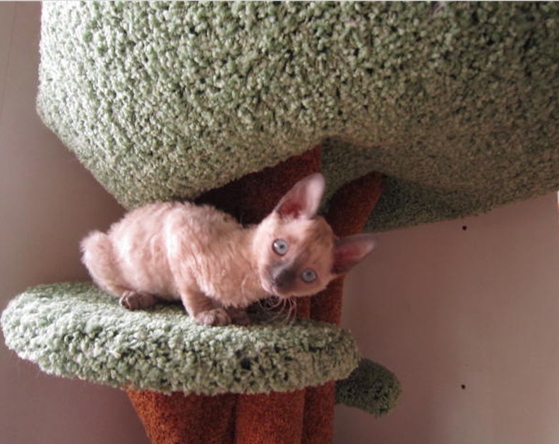 Vasyusha. How we grew up - My, cat, Cornish Rex, Miracle, Honey, Girls, Longpost