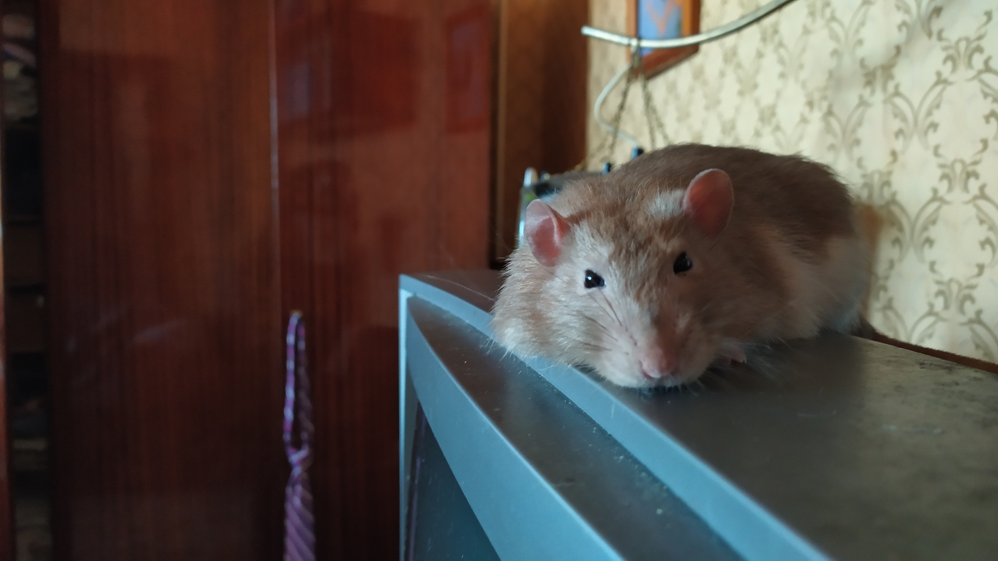 Rat everyday life #6 - My, Decorative rats, Rat, Milota, Animals, Longpost