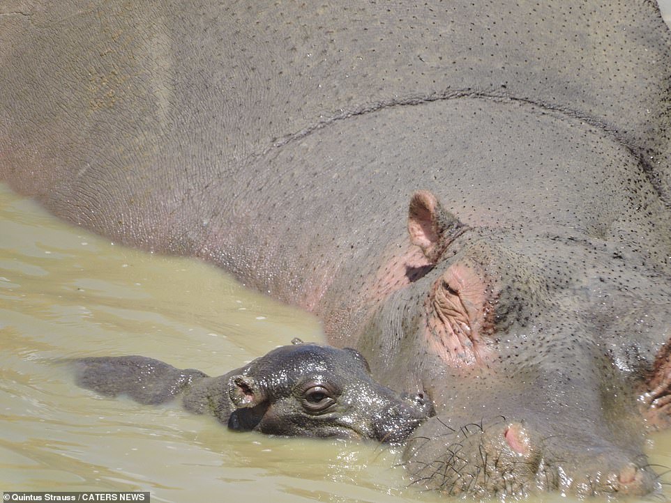 Caring mother: a female hippopotamus tries to drive an elephant away from her child - hippopotamus, Elephants, Young, Longpost