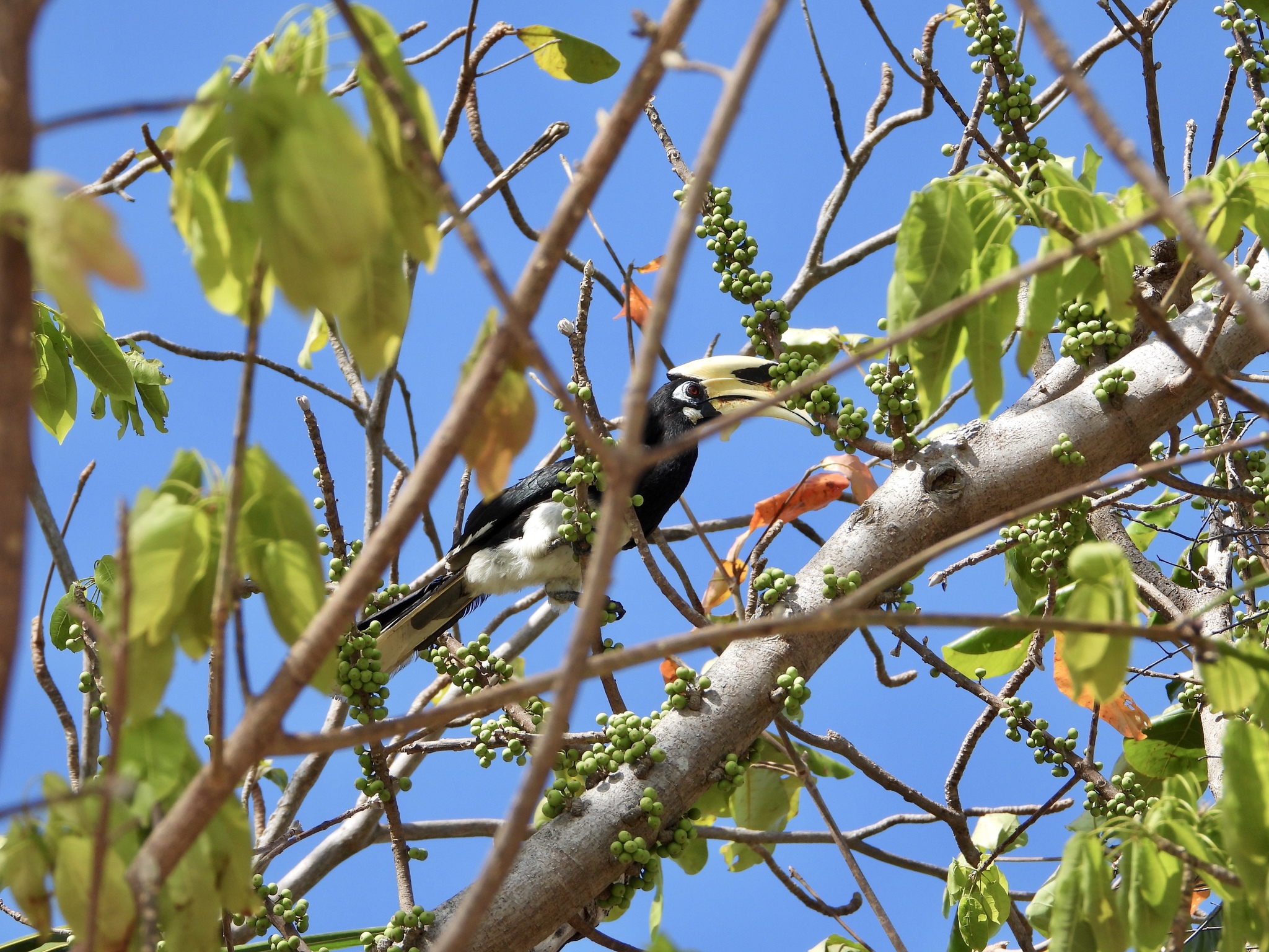 Носорог рогатый! Buceros bicornis! - Моё, Птицы, Наблюдение, Таиланд, Nikon, Птица-Носорог, Остров, Природа, Длиннопост