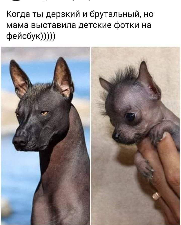 The Internet remembers everything) - Xoloitzcuintli, Brutality, Dog, Milota, Picture with text