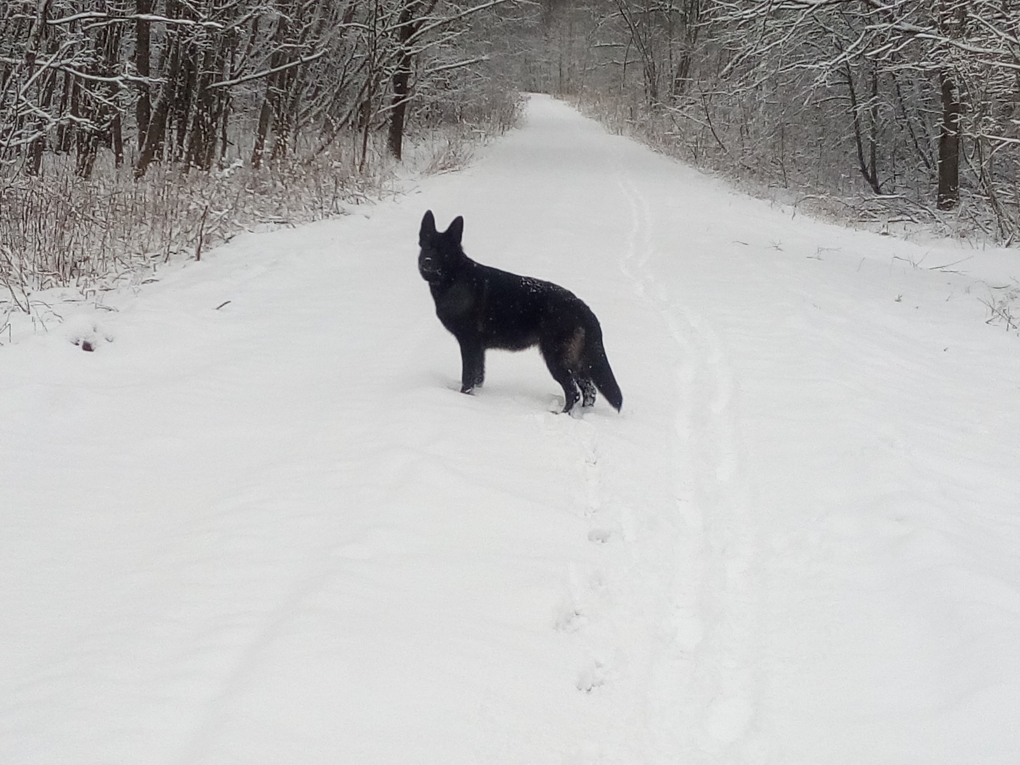 Walks - My, Dog, Weather