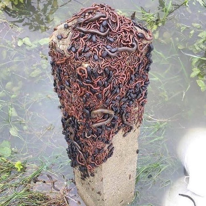 Cluster of phobias - The photo, Earthworms, Жуки, Centipede, Nature, Informative