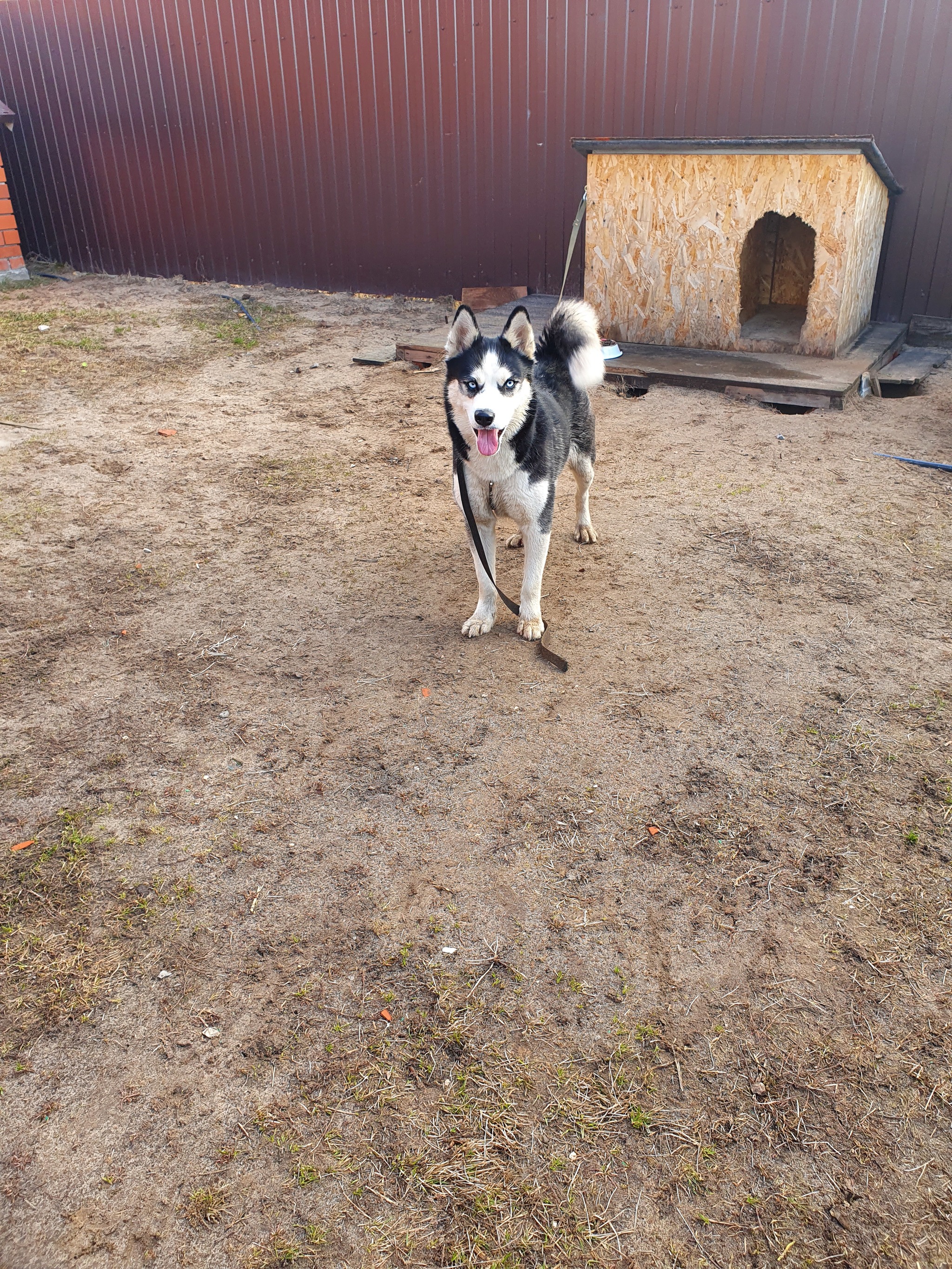 Dog found - My, Lost, Husky, Longpost, Dog, Found a dog, Ryazan Oblast, No rating