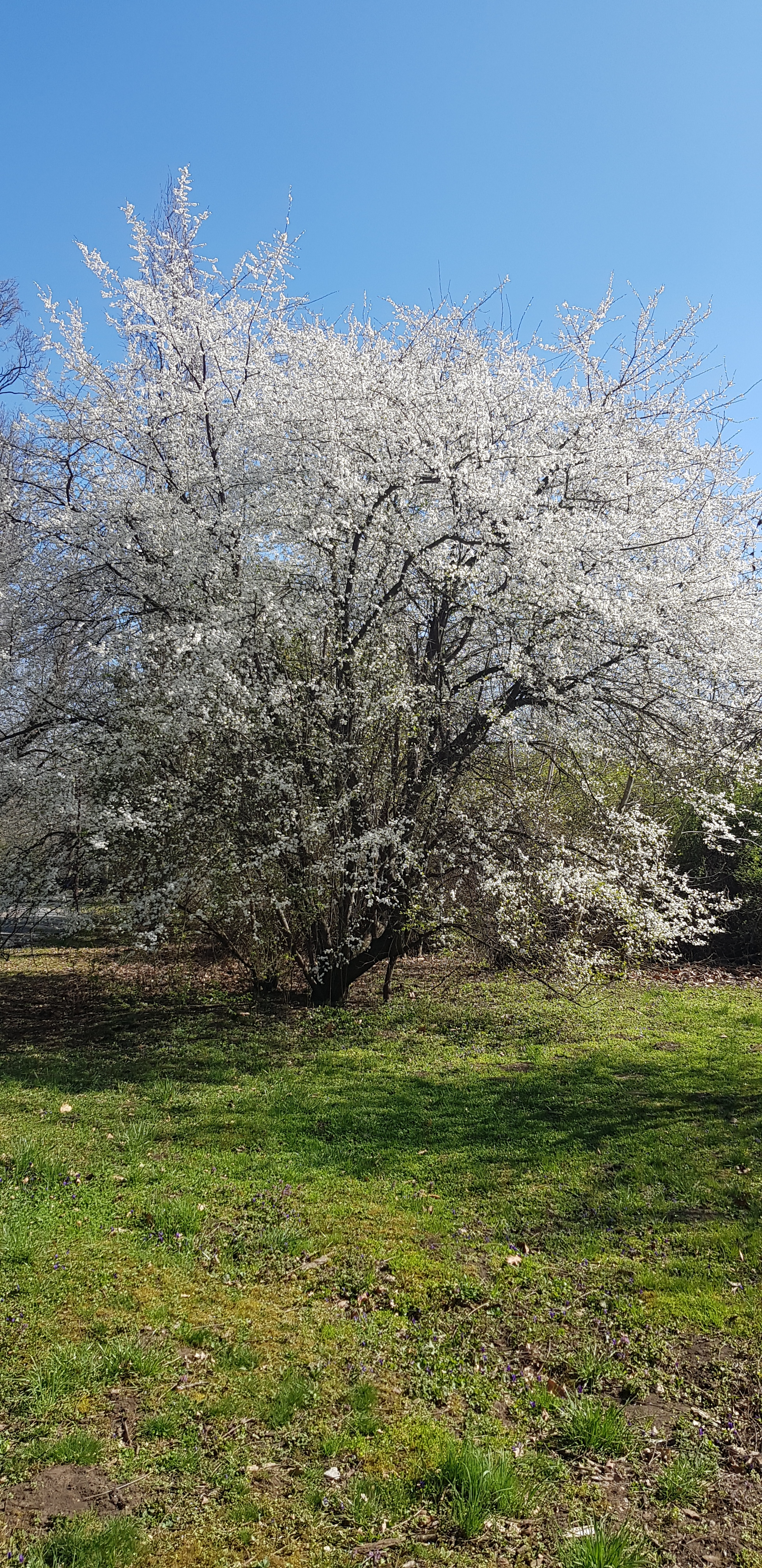 Spring in Krasnodar - My, The photo, Spring, Longpost