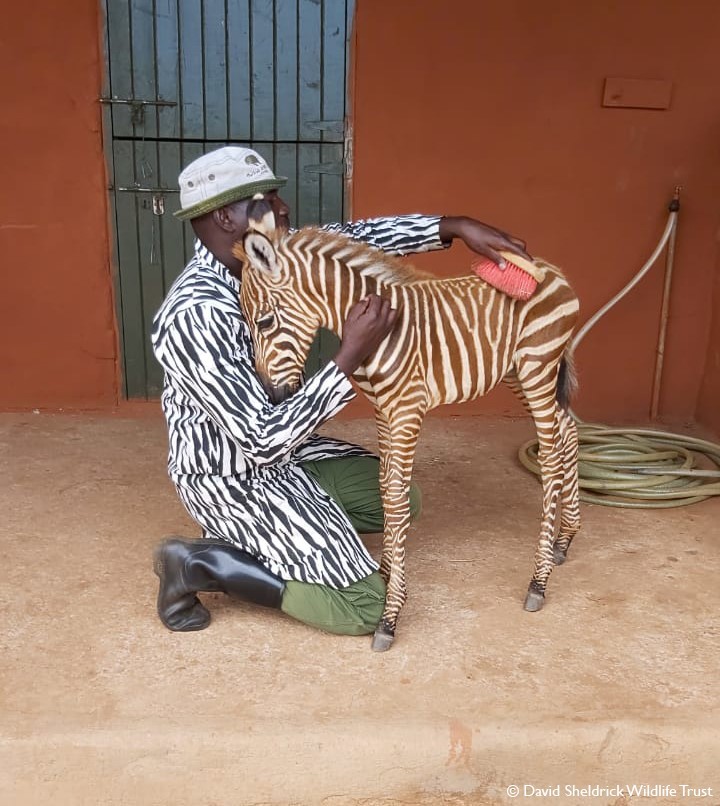 A shelter worker puts on special clothing to care for an orphaned baby zebra. - zebra, Animal shelter, Cloth